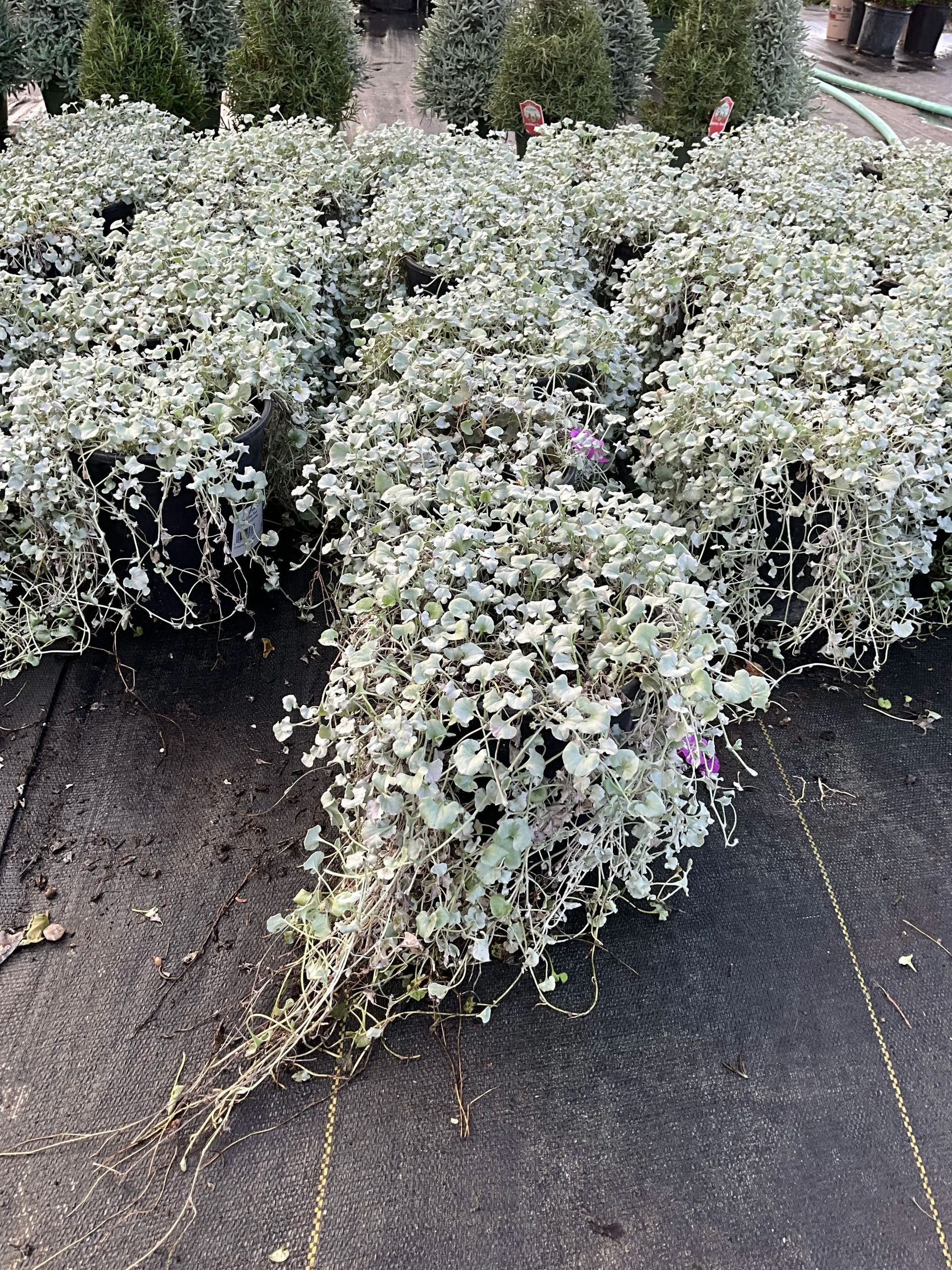Dense white-flowering shrubs spilling over black landscaping fabric in a garden bed