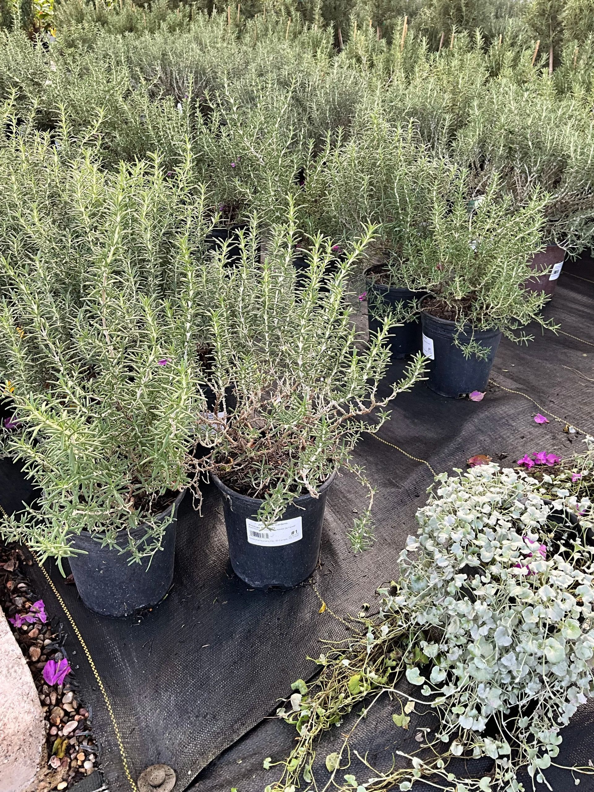 Potted lavender-like shrubs lined up on a garden walkway with flowering plants at the edges