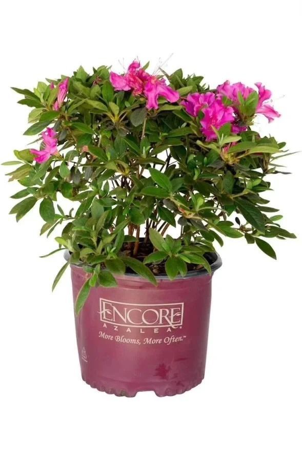 Potted azalea shrub with bright pink flowers in a purple decorative pot on a white background