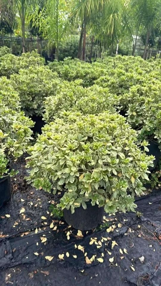 Rows of potted green shrubs in a nursery, with taller trees in the background.
