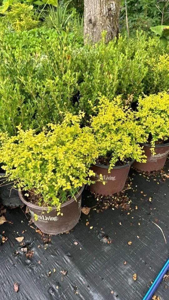 Potted yellow-green shrubs lined up on a black tarp in an outdoor nursery