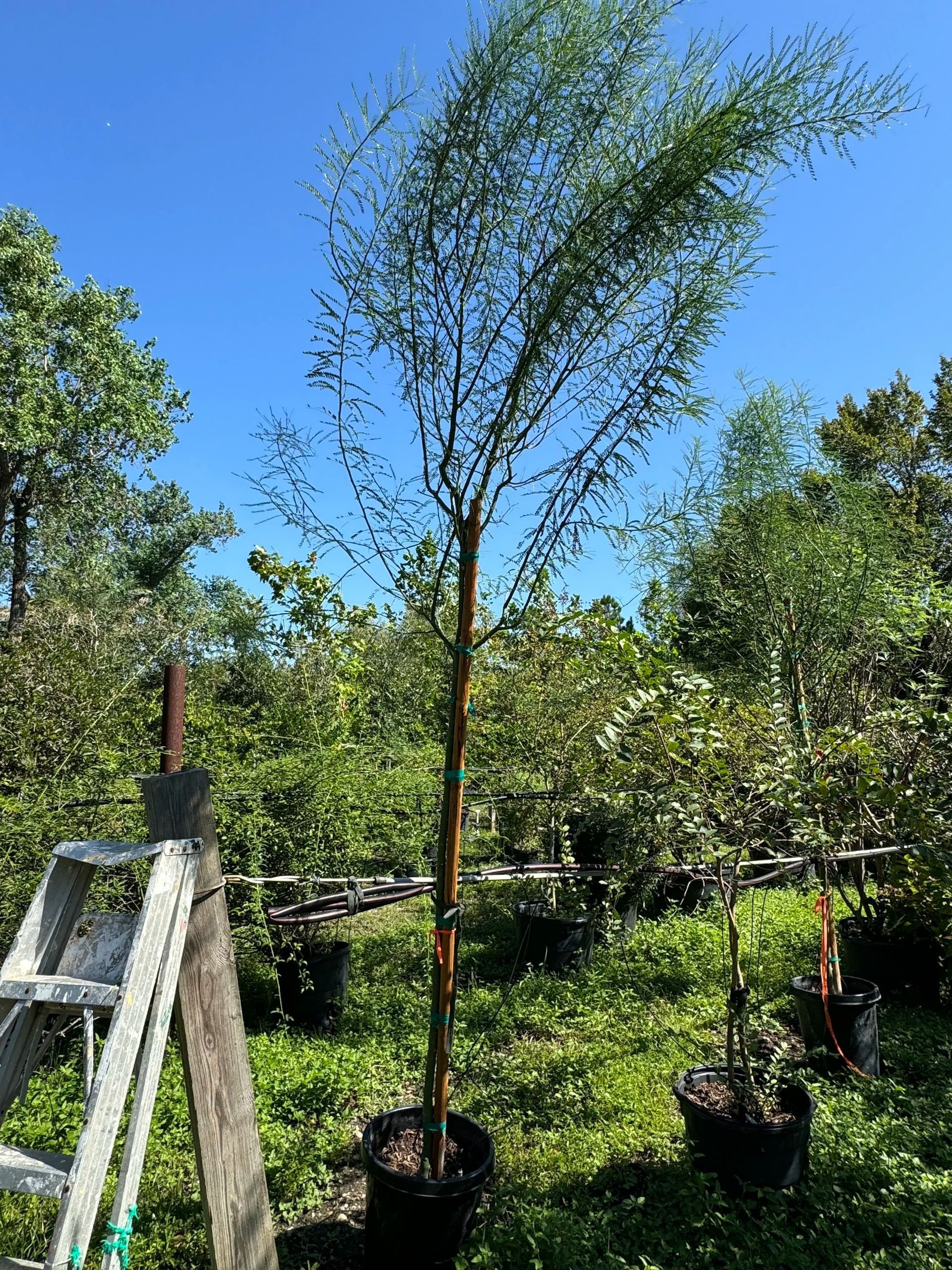 Potted young trees in a sunny garden beside a ladder under a clear blue sky