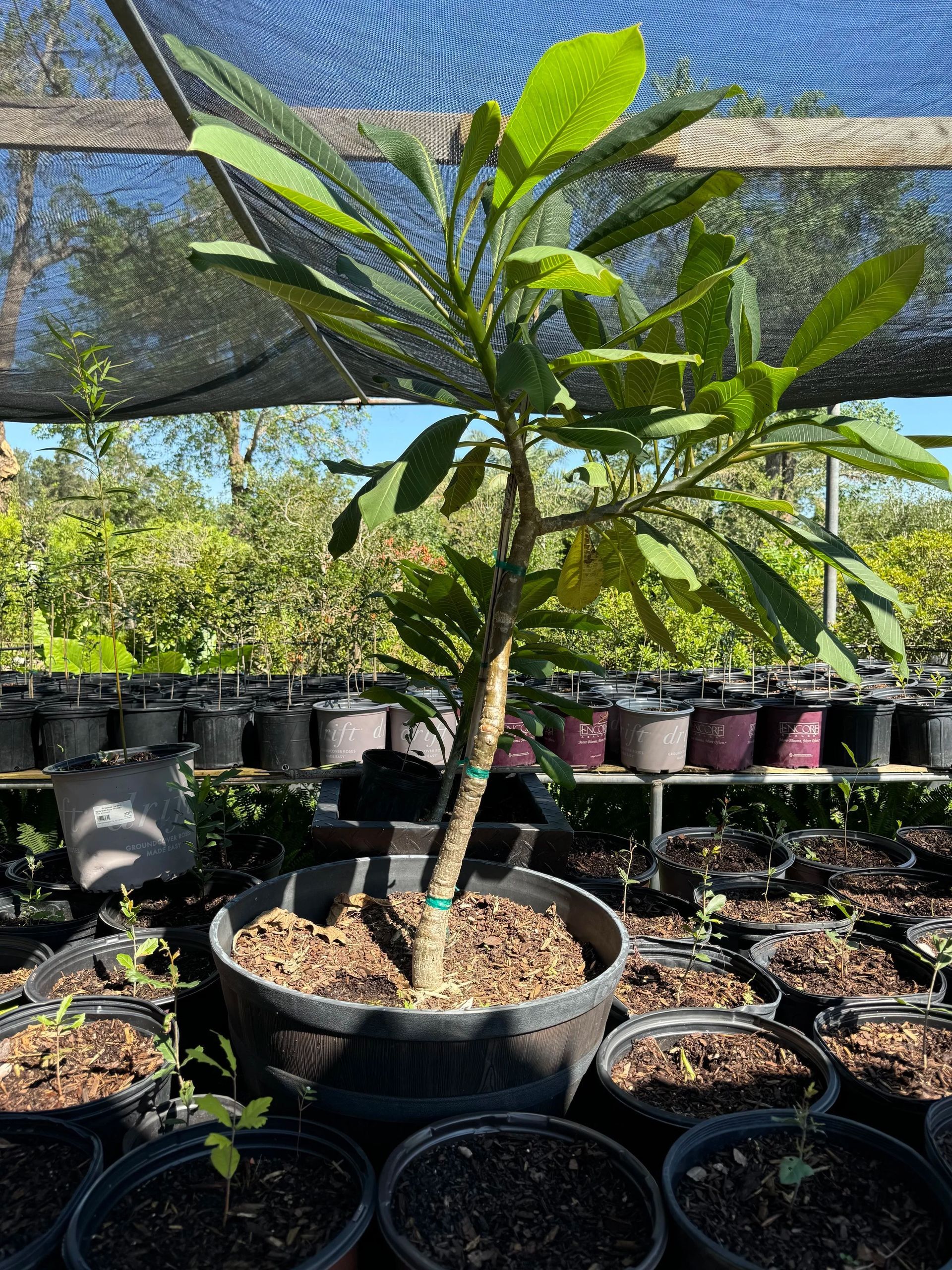 Young potted tropical tree in a nursery, with green leaves and black nursery pots in the background