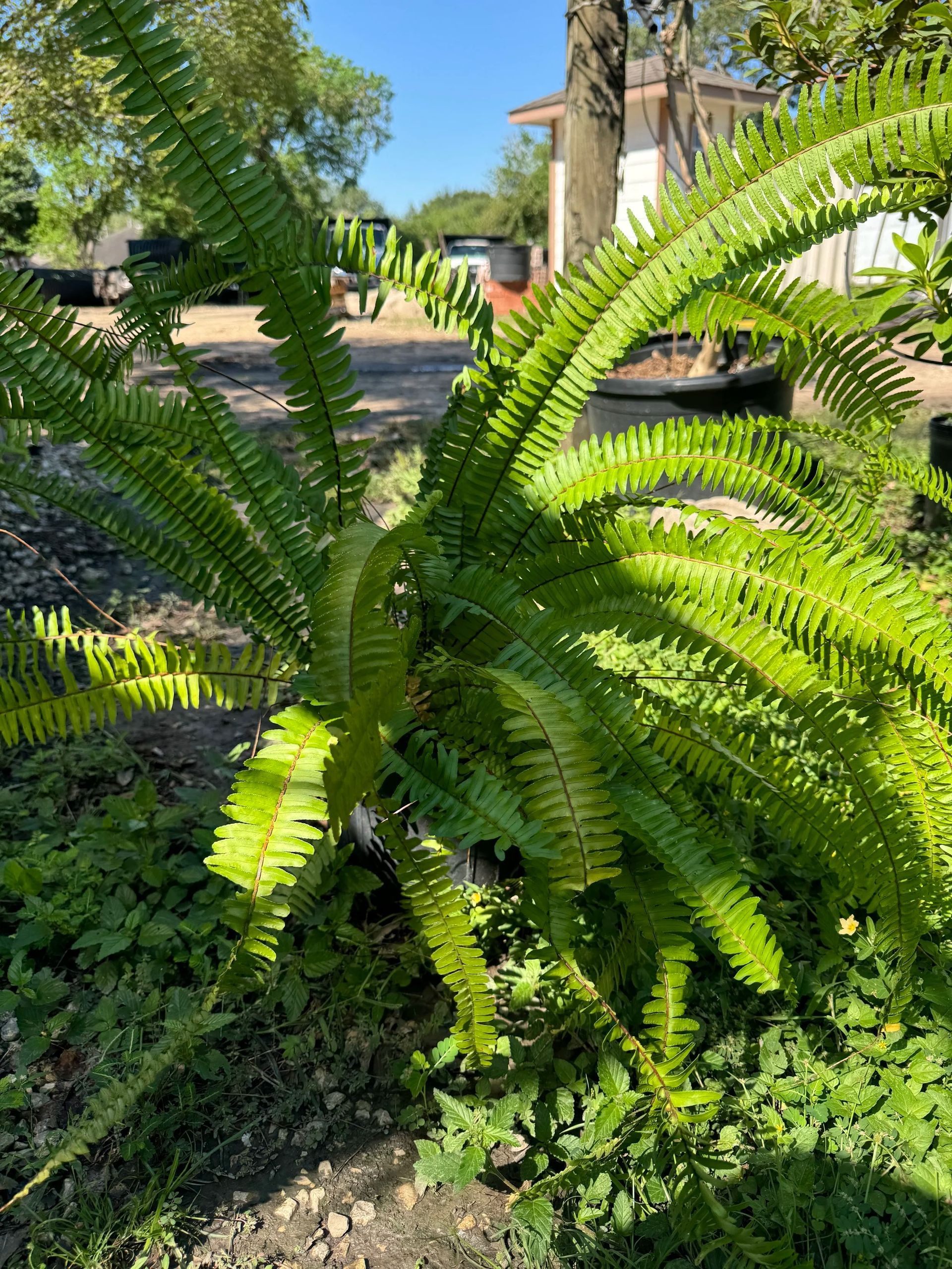 Bright green fern in a sunny garden with trees and a paved path in the background