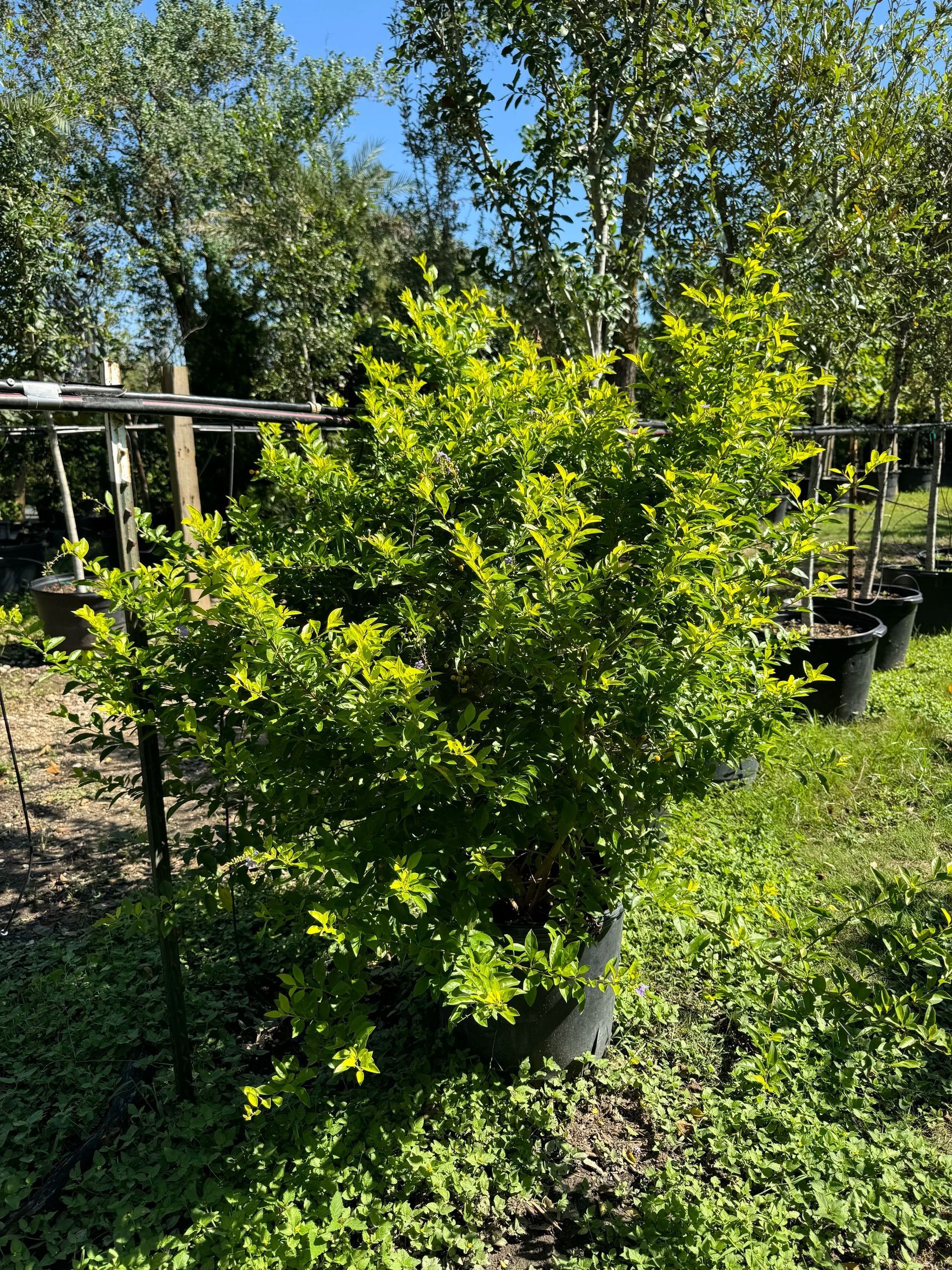 Bright green potted shrub in a sunny outdoor nursery row