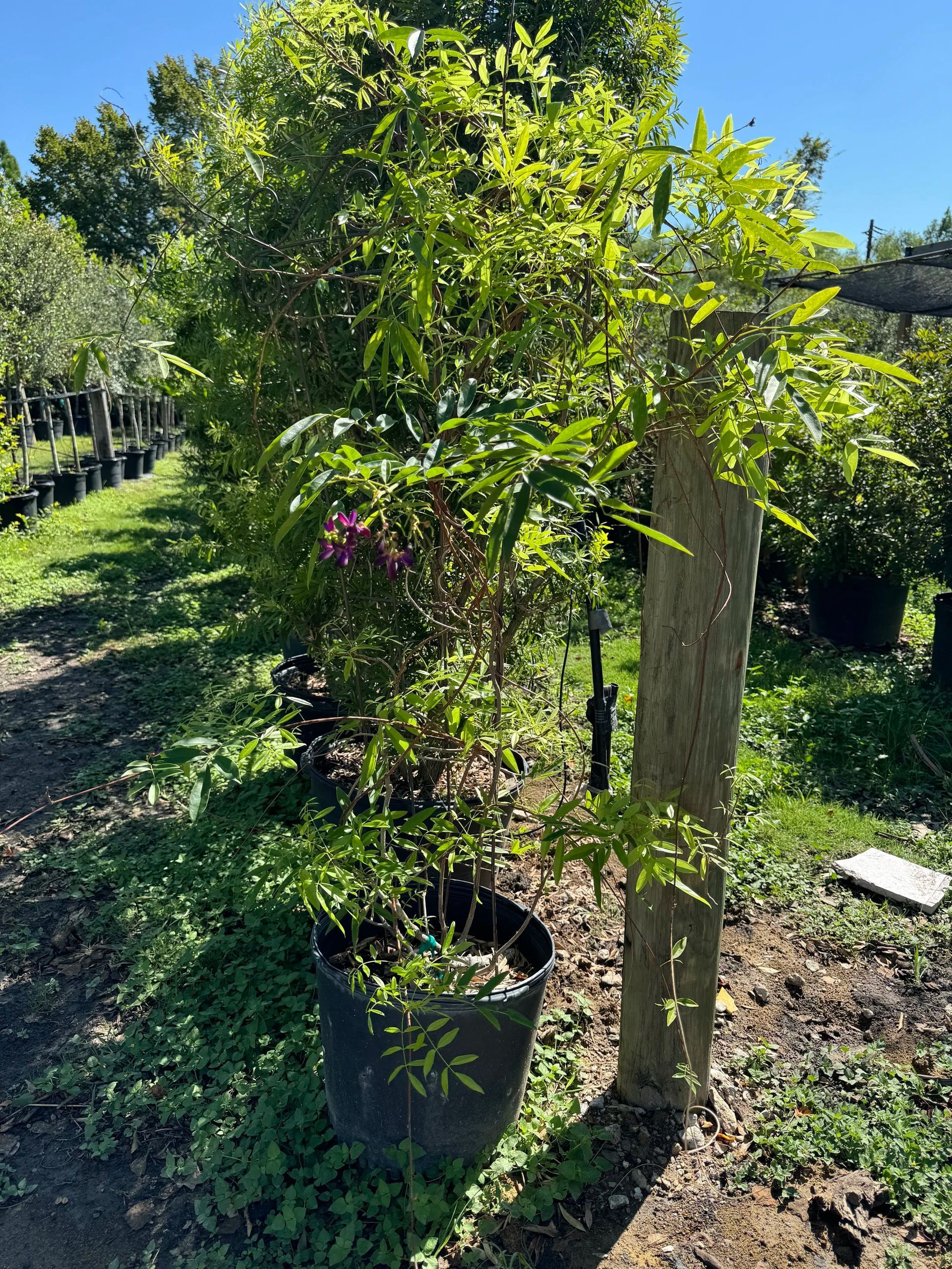 Potted fruit tree with green foliage and purple blossoms in a sunny garden beside a wooden post