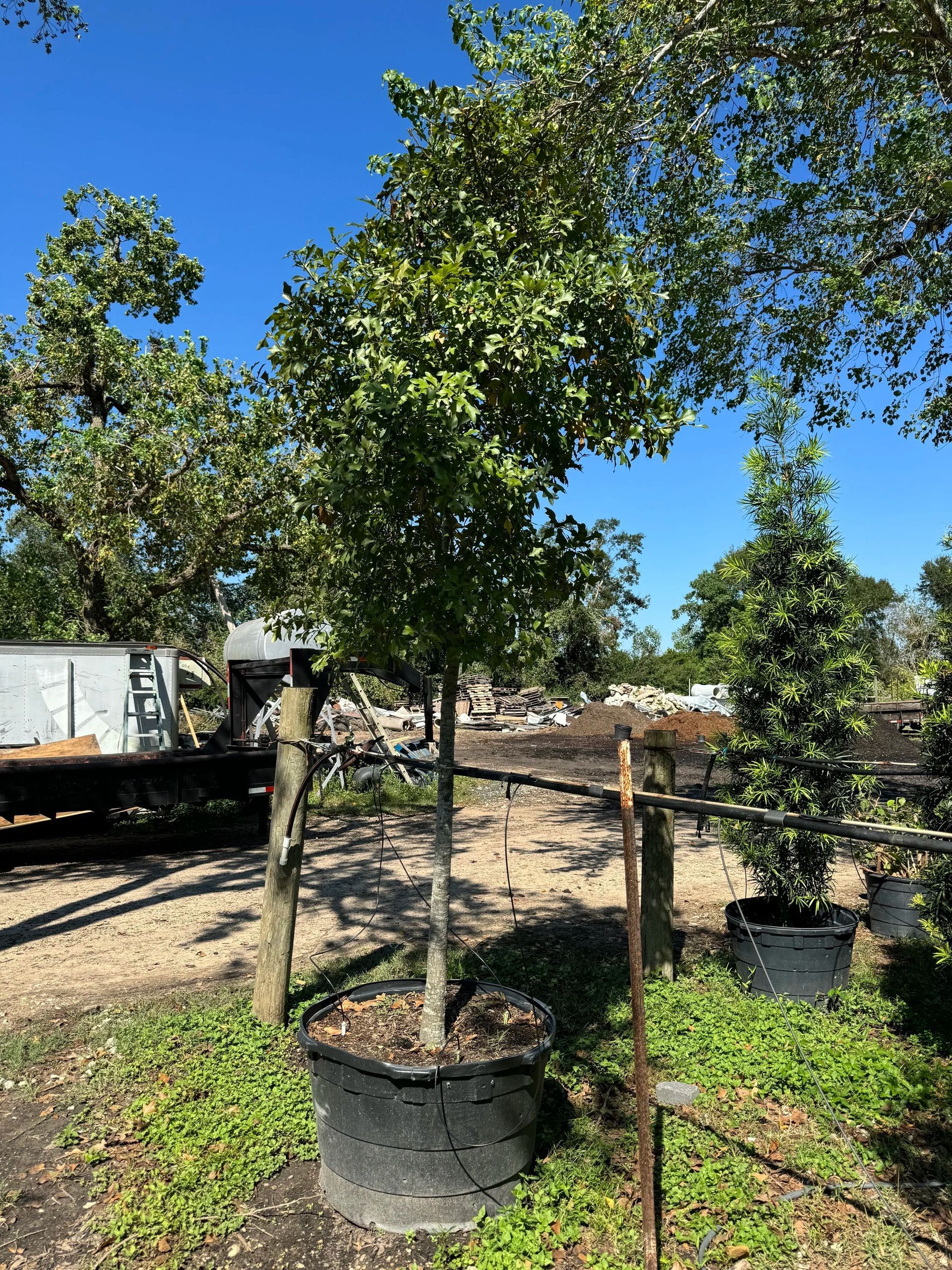 Potted young trees in a nursery under a bright blue sky, with a metal fence and truck in the background