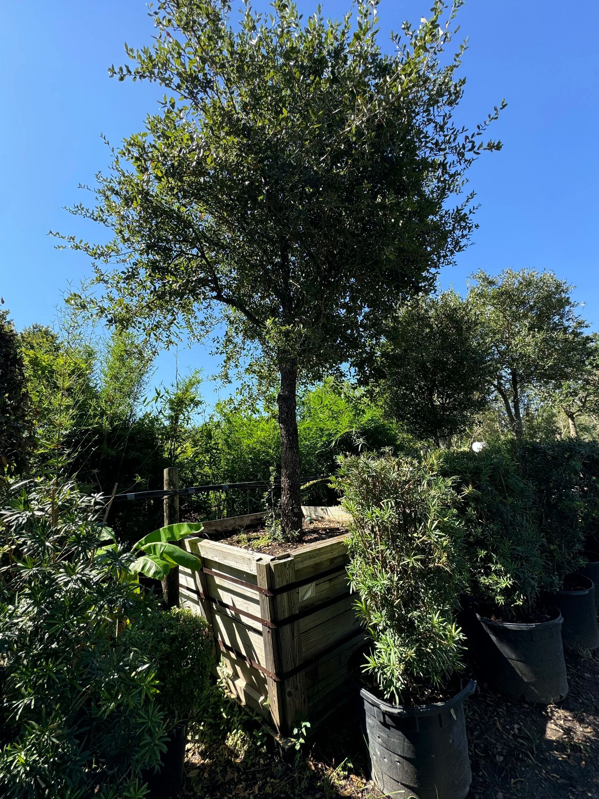 Potted ornamental trees in a sunny garden nursery under a clear blue sky