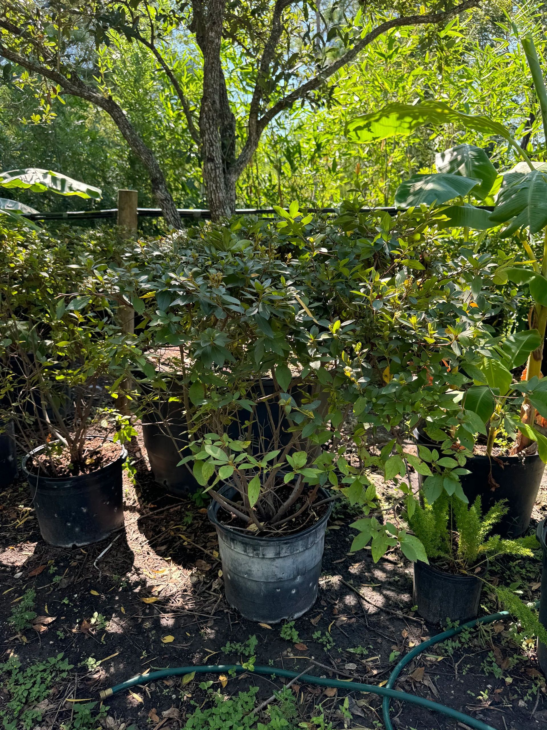 Potted plants and trees in a sunny outdoor nursery area
