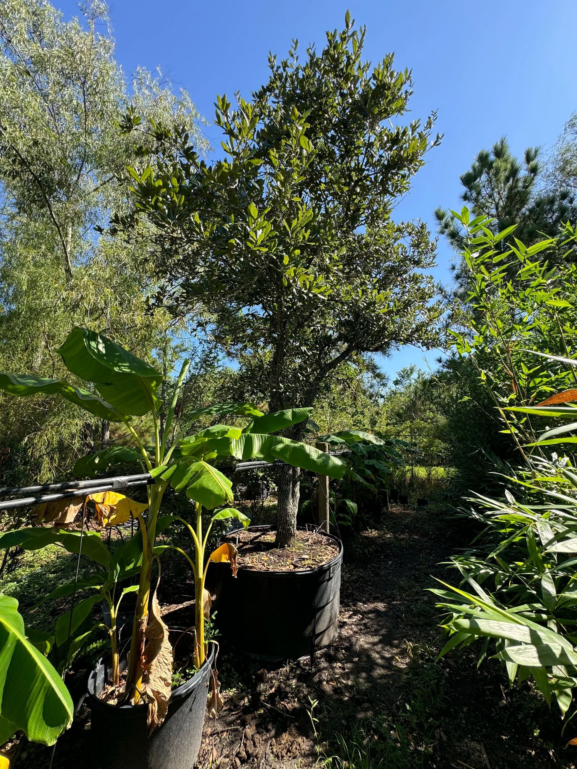 Sunny garden nursery with potted banana plants and lush green trees under a blue sky