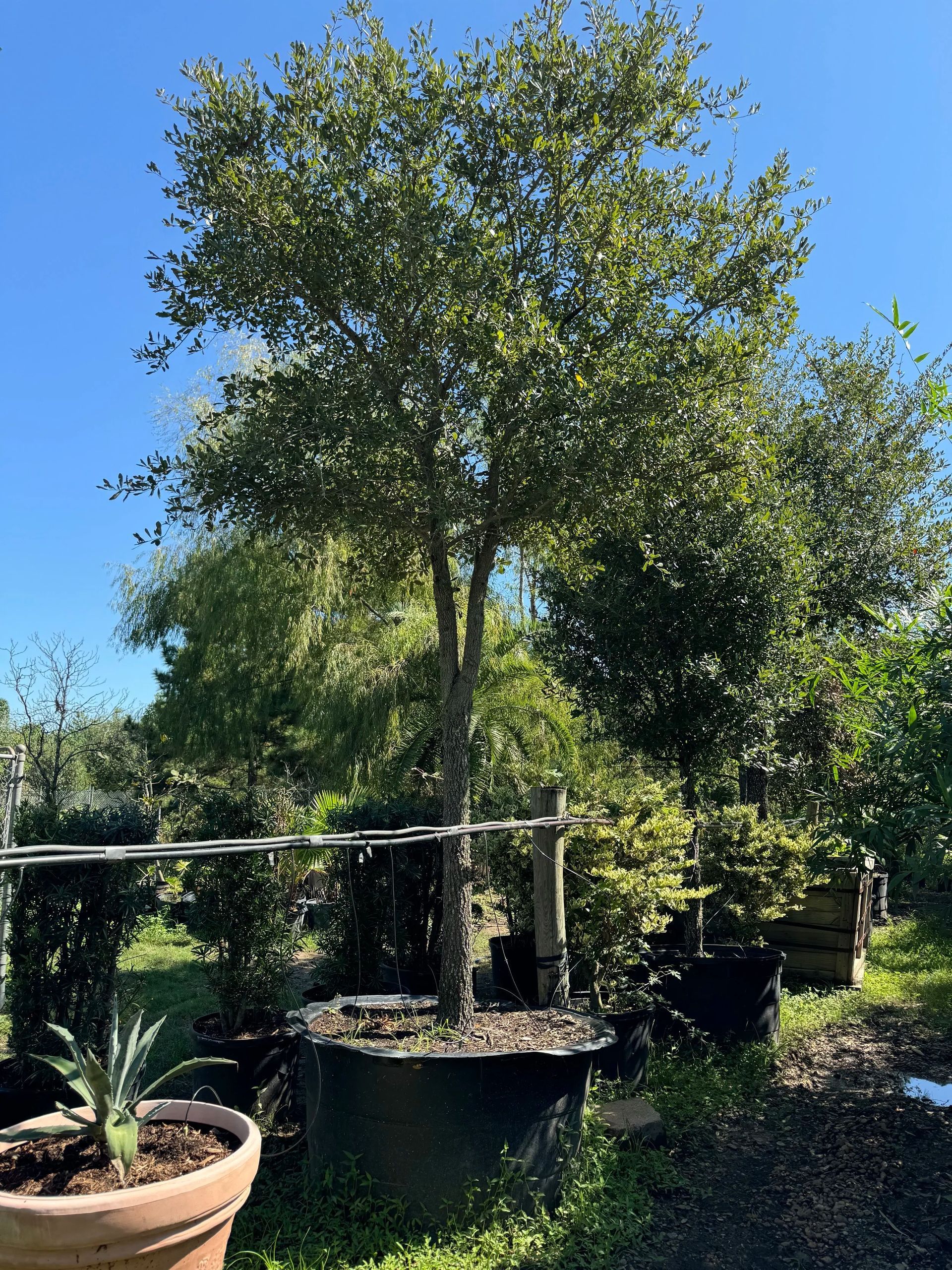 Potted tree in a sunny garden with blue sky and surrounding greenery