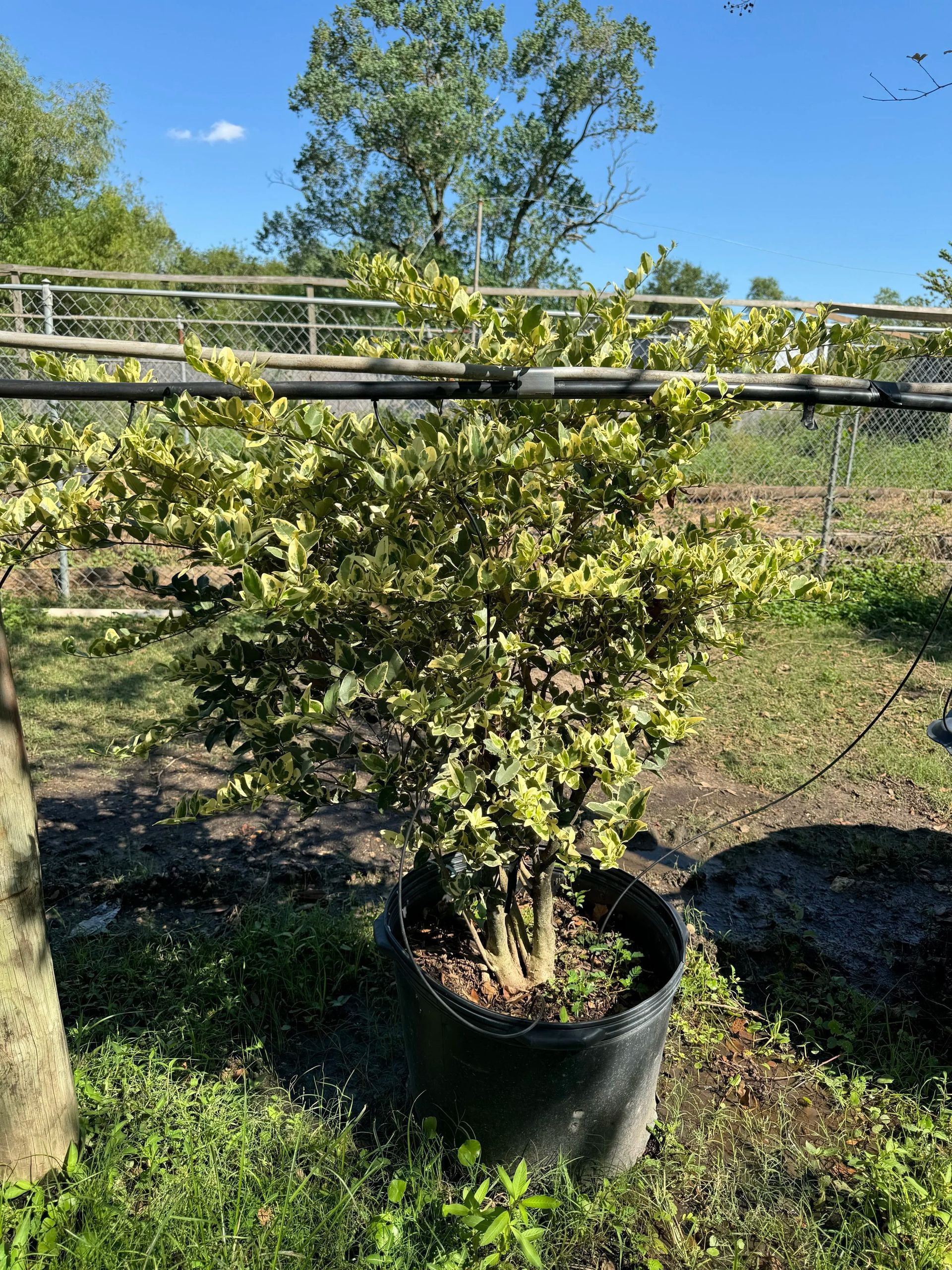 Potted shrub in a nursery field under trellises, with green foliage and blue sky background