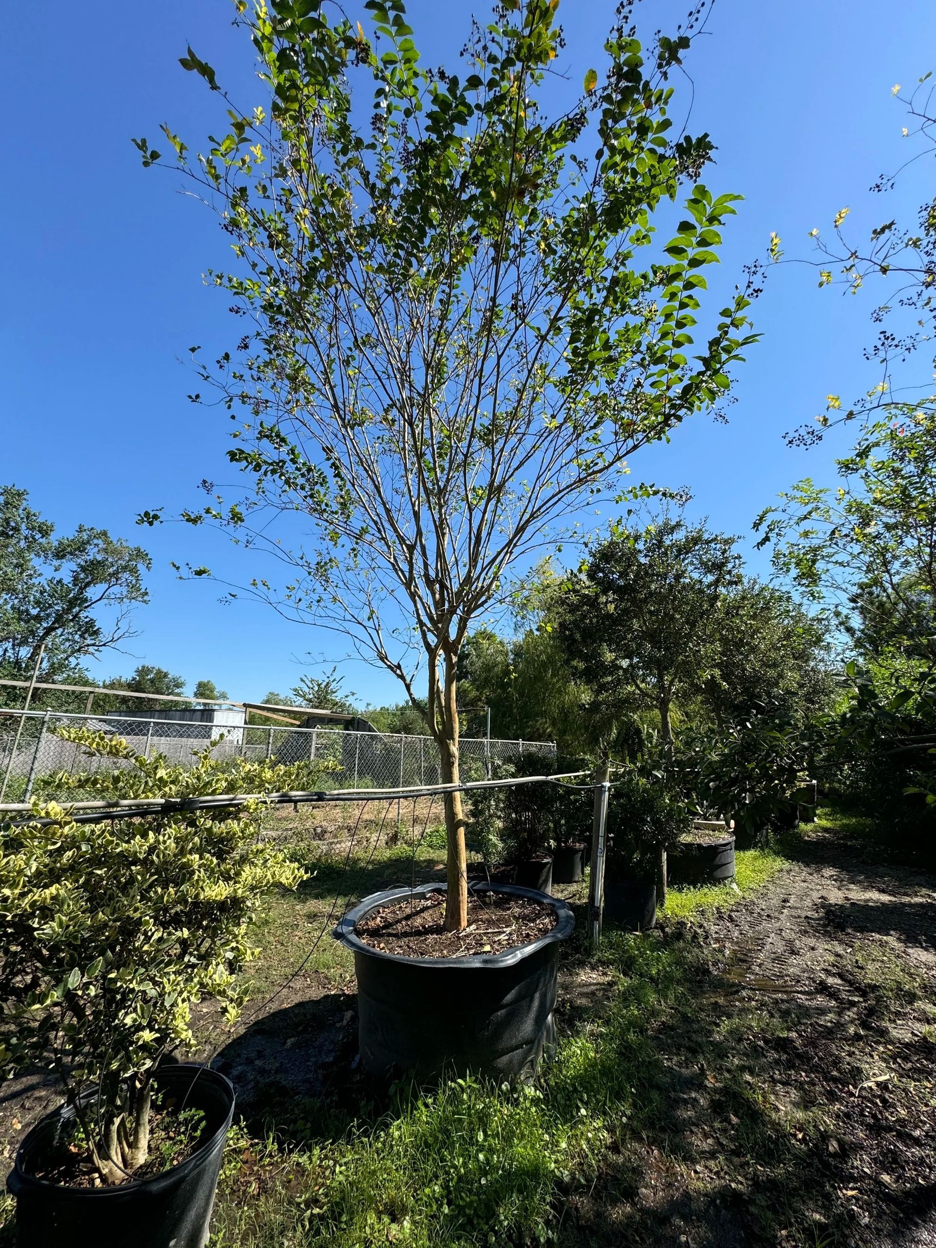 Potted young tree in a nursery, with blue sky and other plants in the background