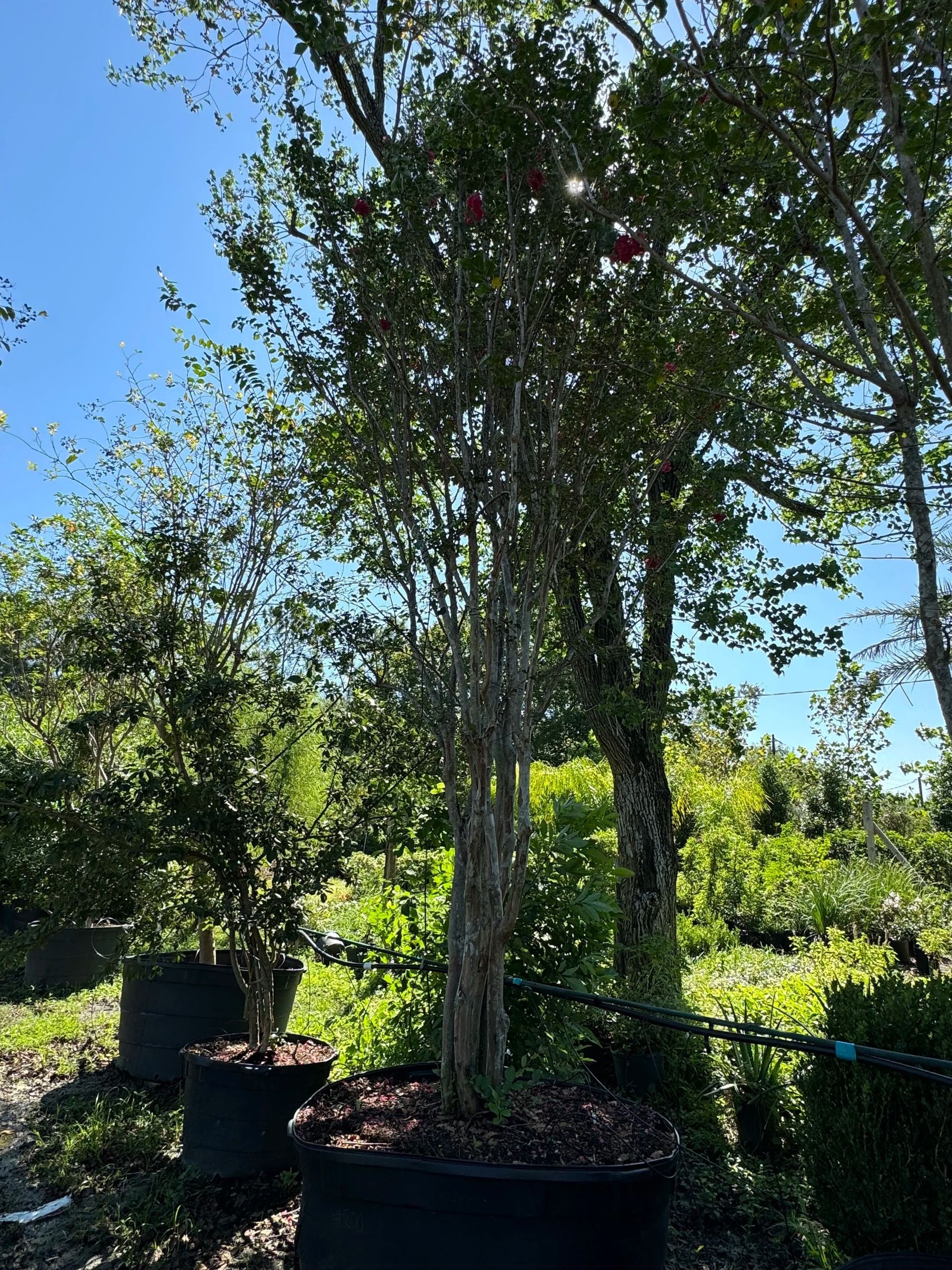 Tall potted tree in a sunny garden with lush green plants and blue sky