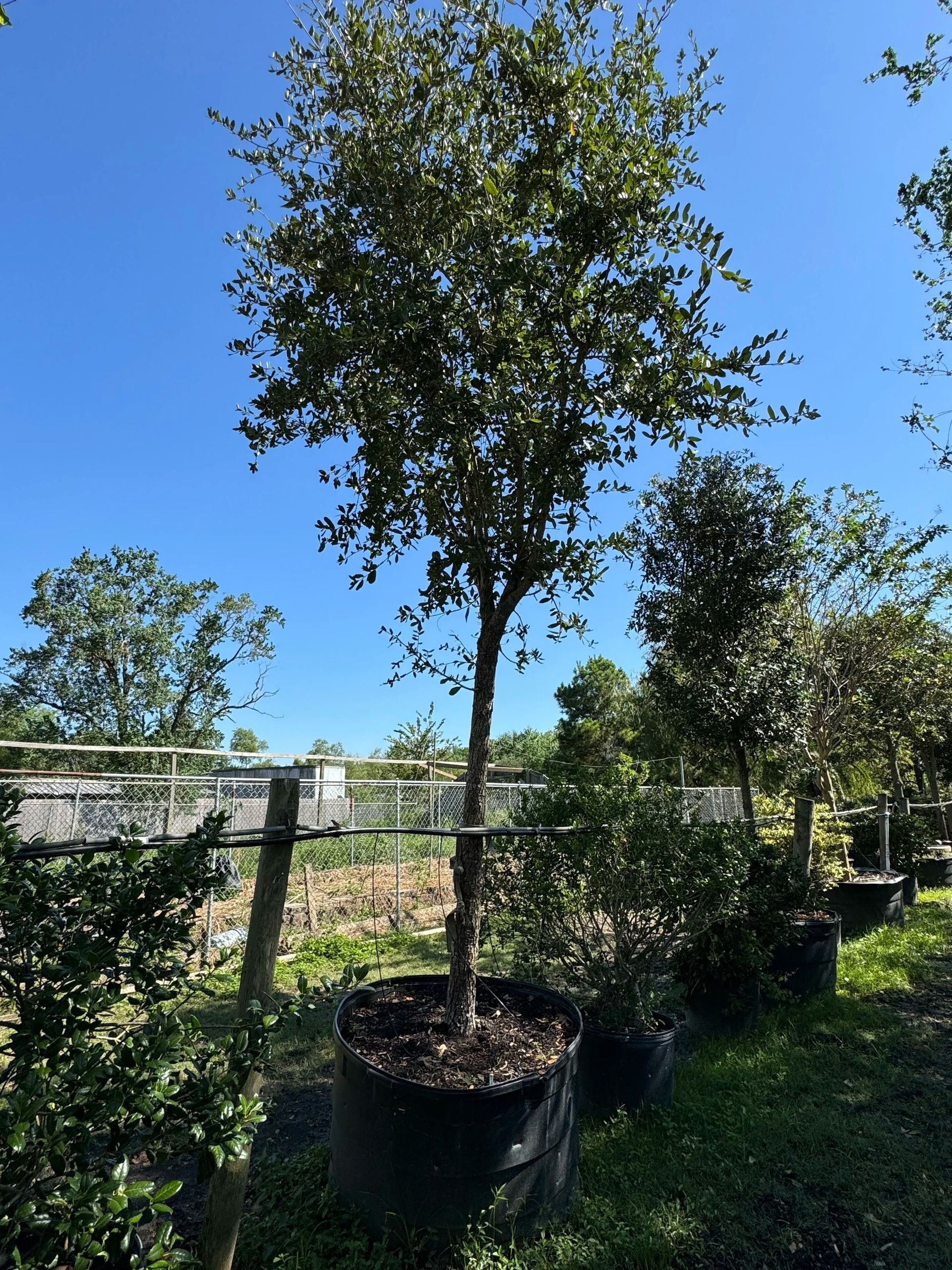 Potted young tree in a nursery yard under a clear blue sky