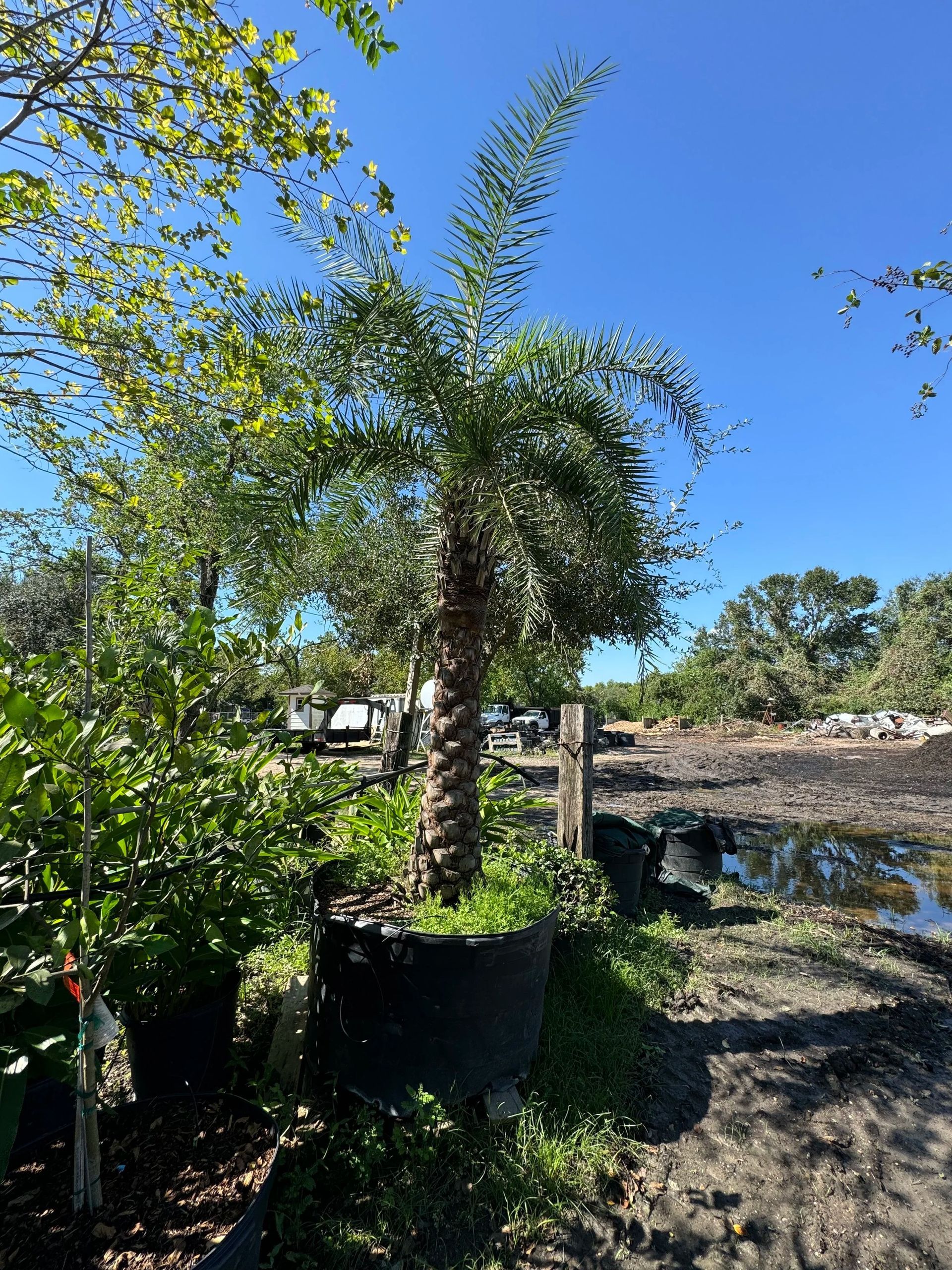 Potted palm tree in a sunny garden nursery with blue sky and dry ground