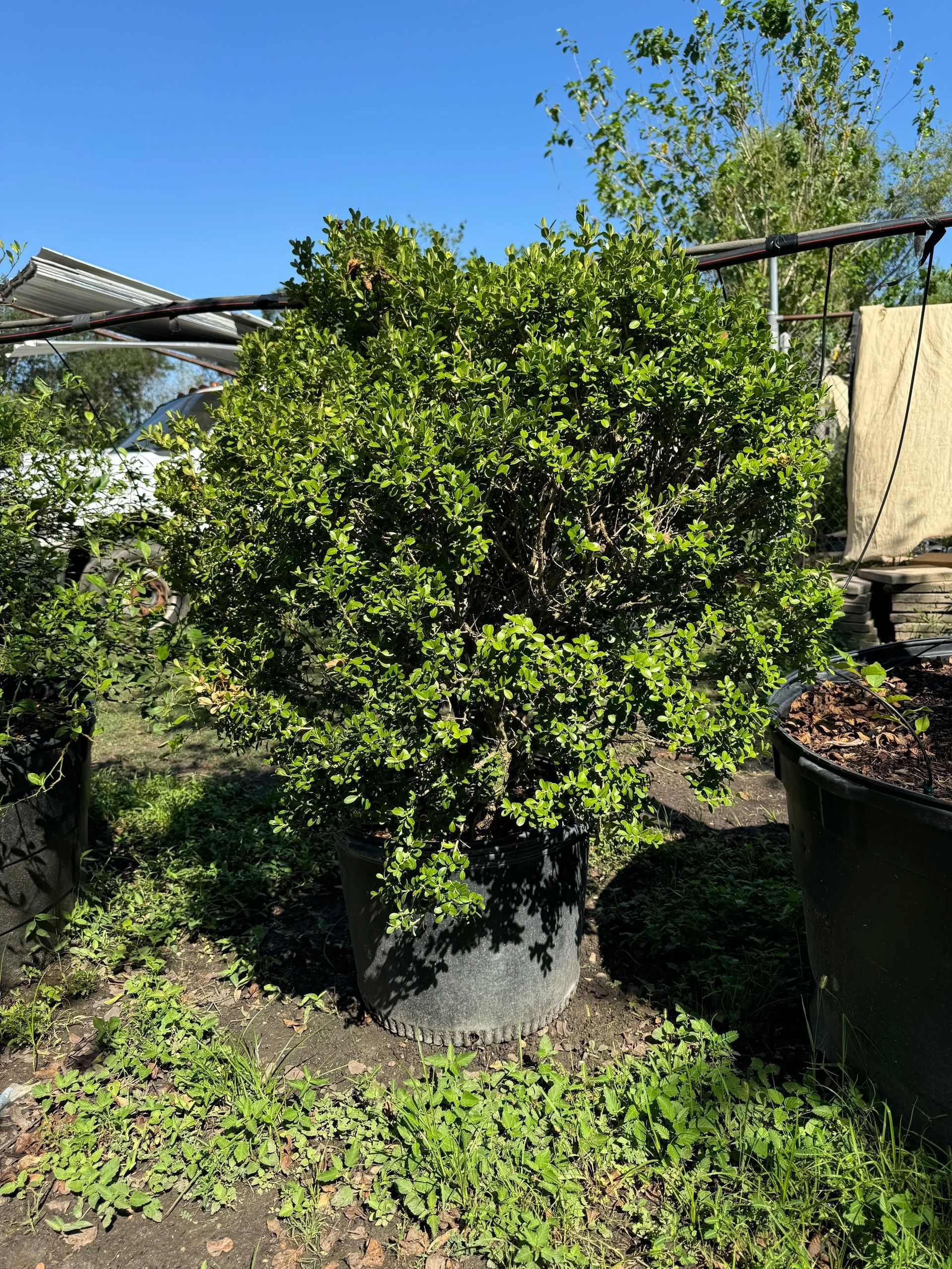 Large green shrub in a garden, with a black pot on the right and a fence in the background.