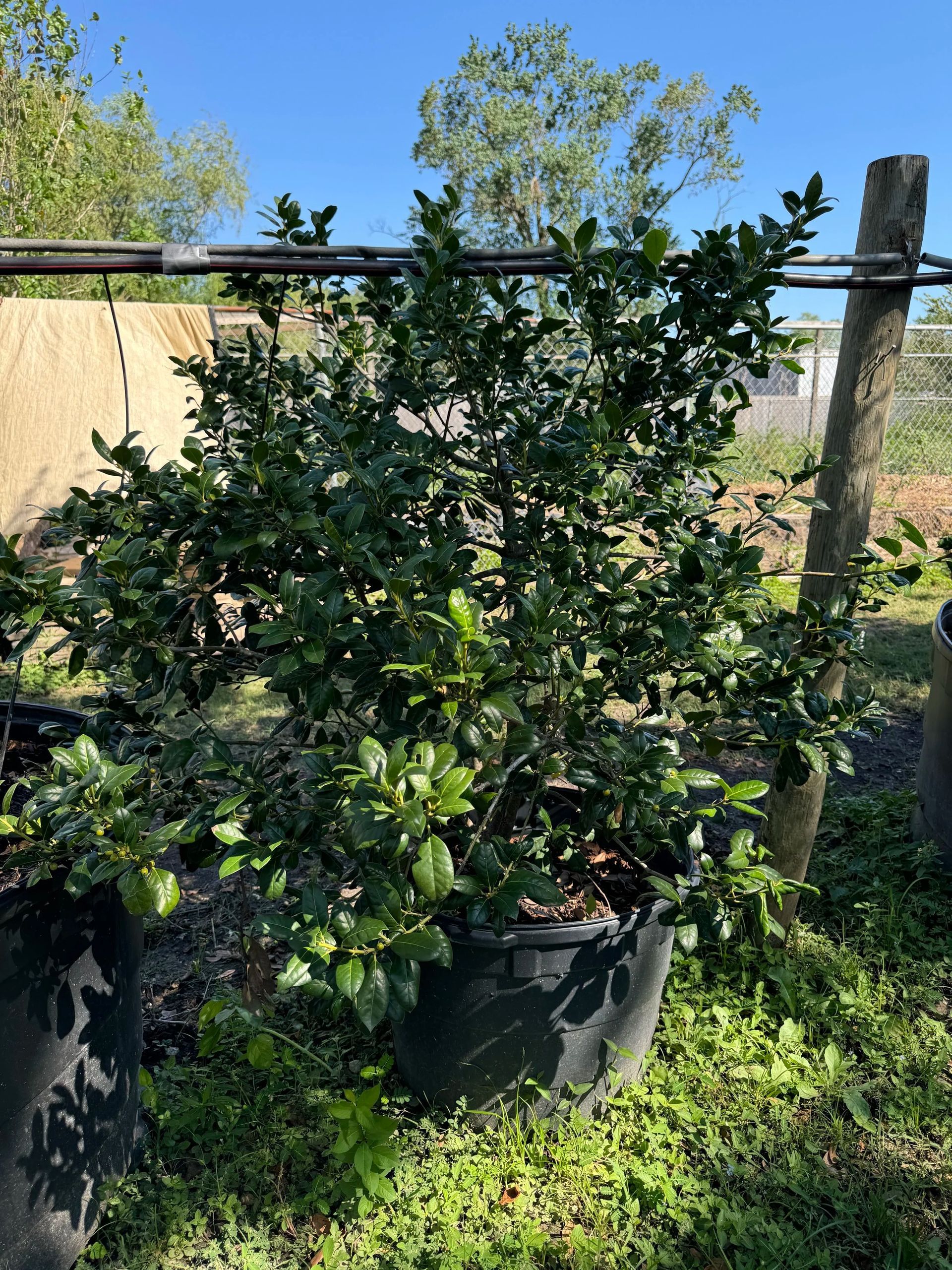 Potted green shrub outdoors by a wooden fence in a sunny garden area