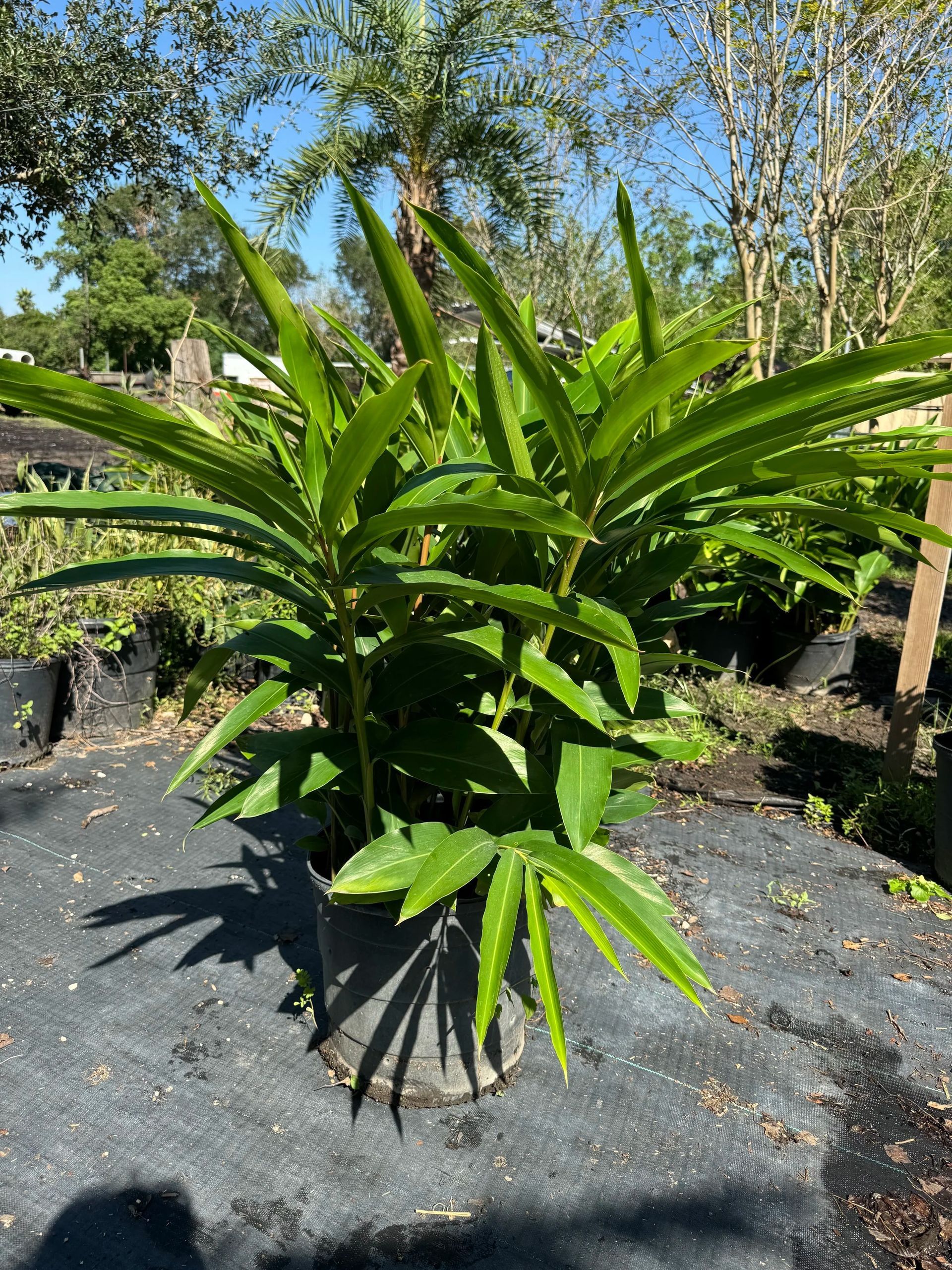 Green tropical plant with long spiky leaves in a sunny garden bed