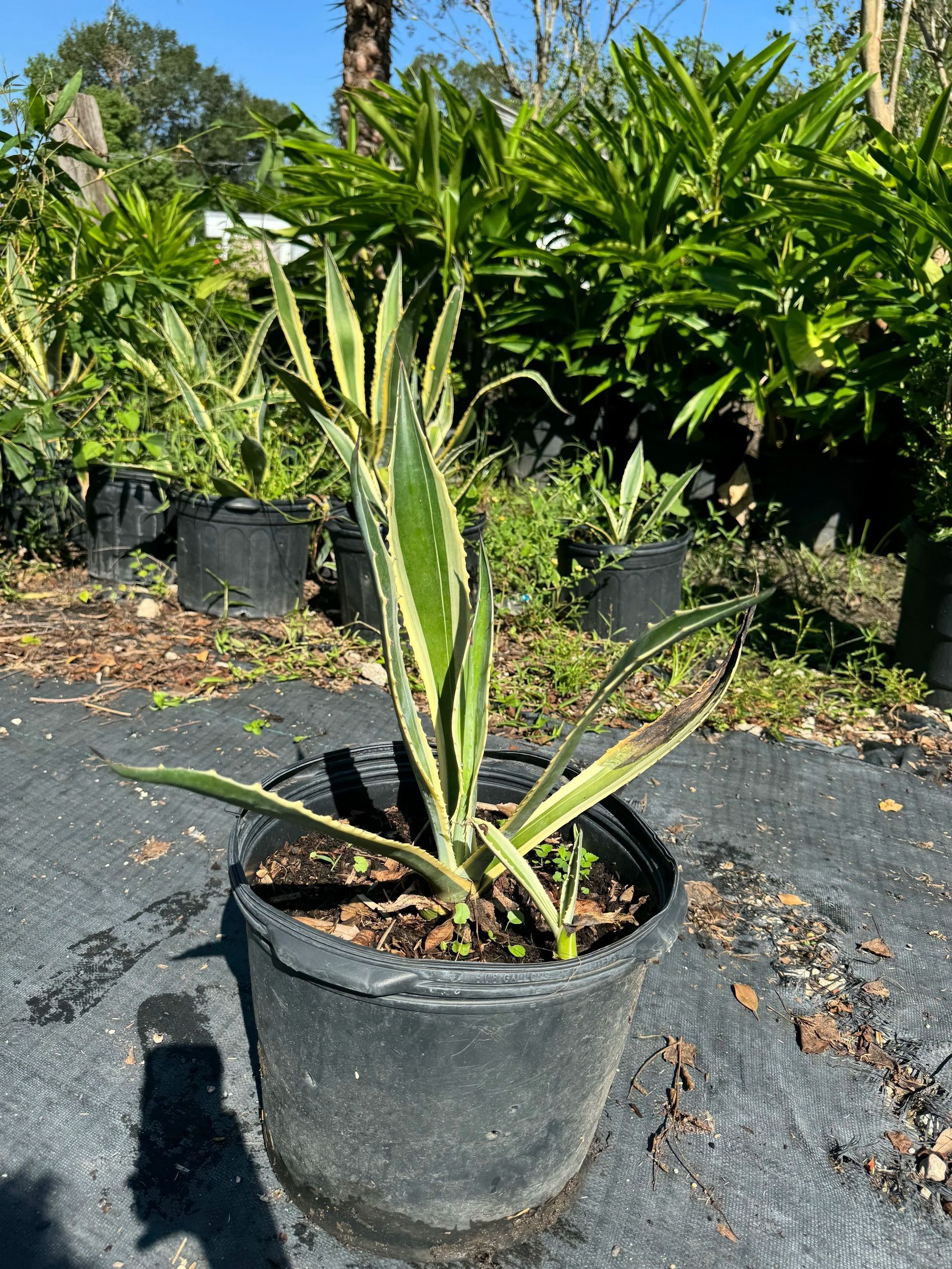Potted spiky succulent plant in a black nursery pot outdoors in bright sunlight