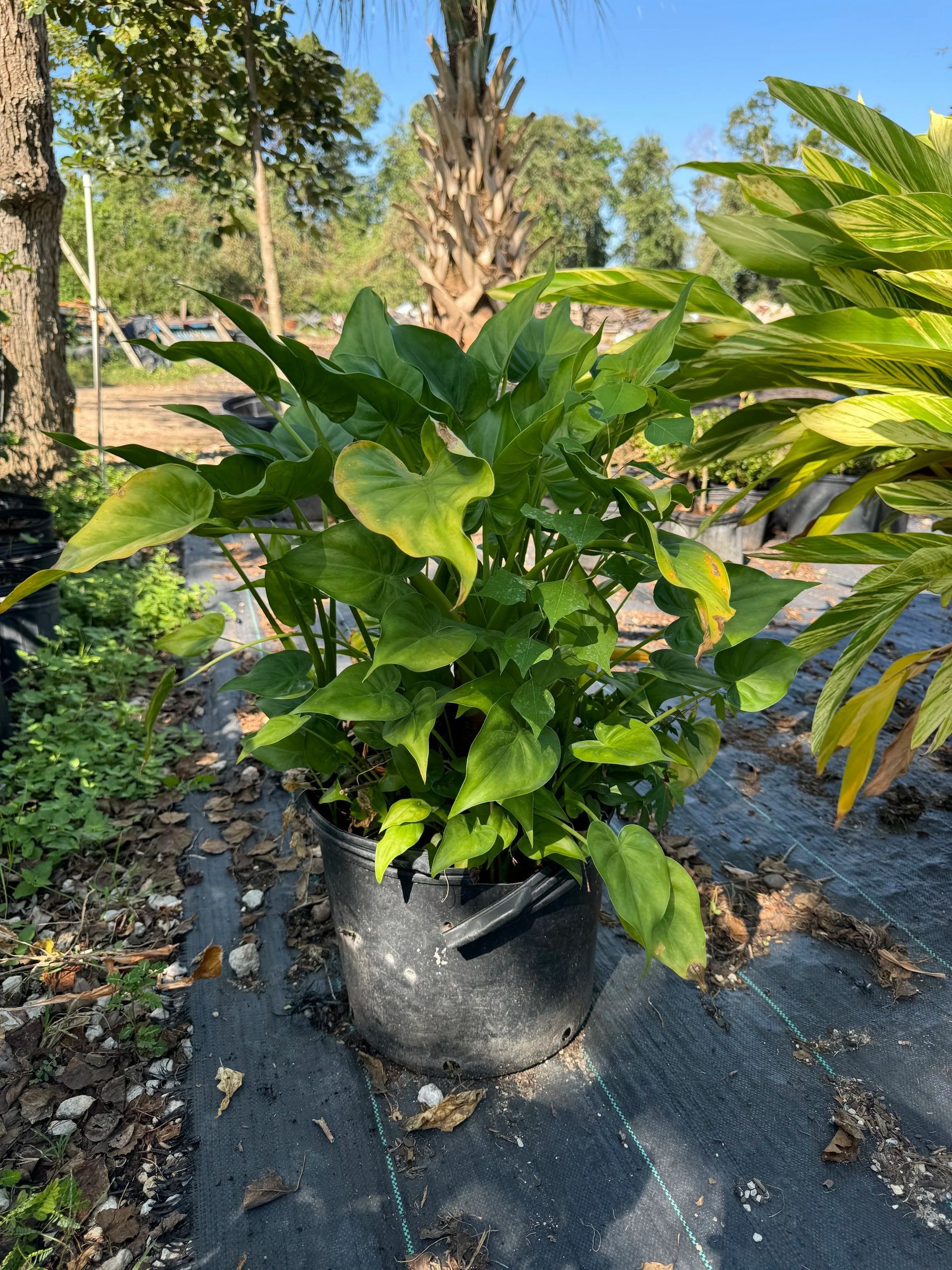 Potted green fern in a nursery garden, with other plants and trees in the background