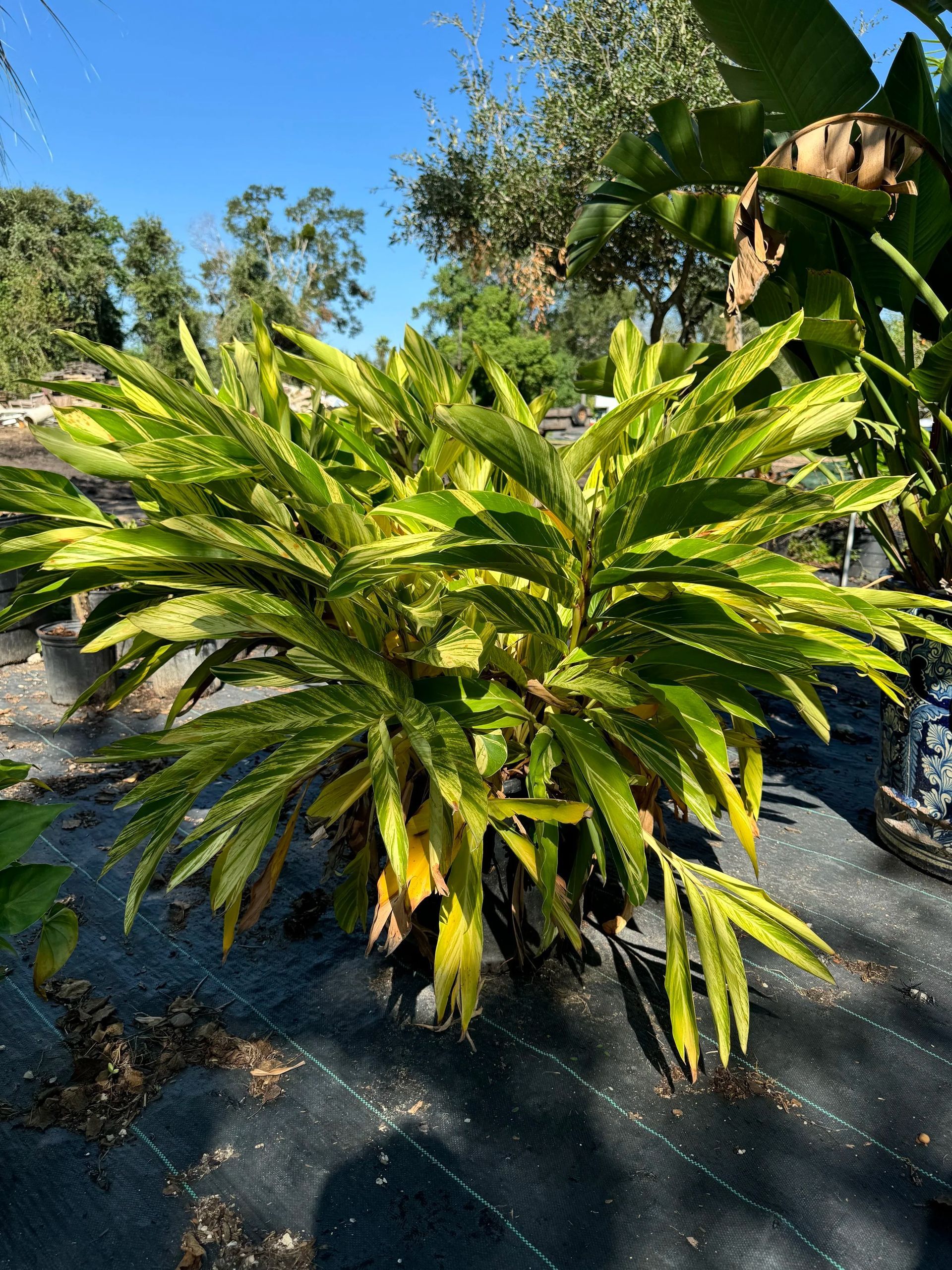 Bushy green palm-like plant in a sunny garden bed with gravel and trees in the background