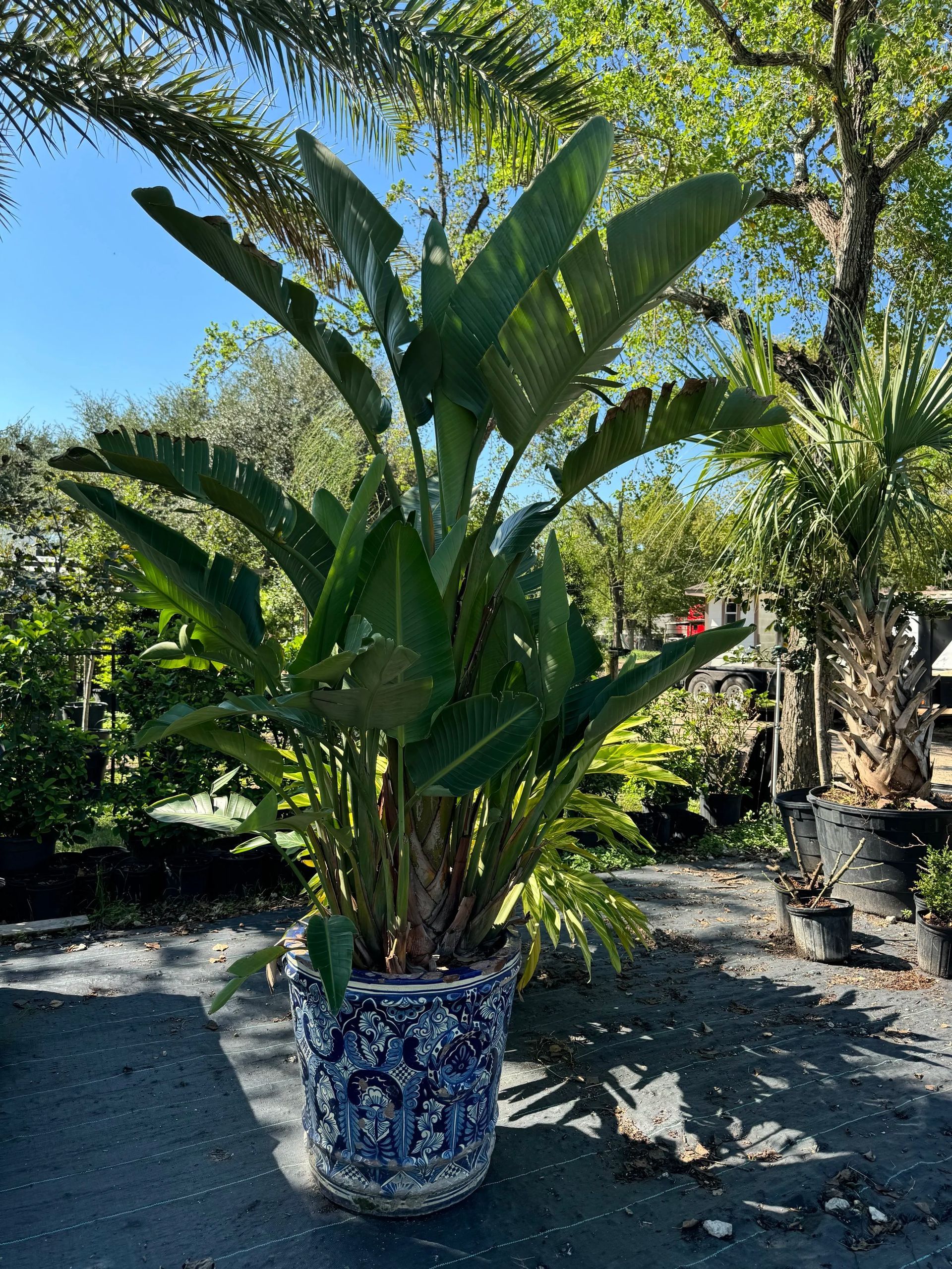 Potted tropical plant with broad green leaves in a blue-and-white ceramic planter outdoors