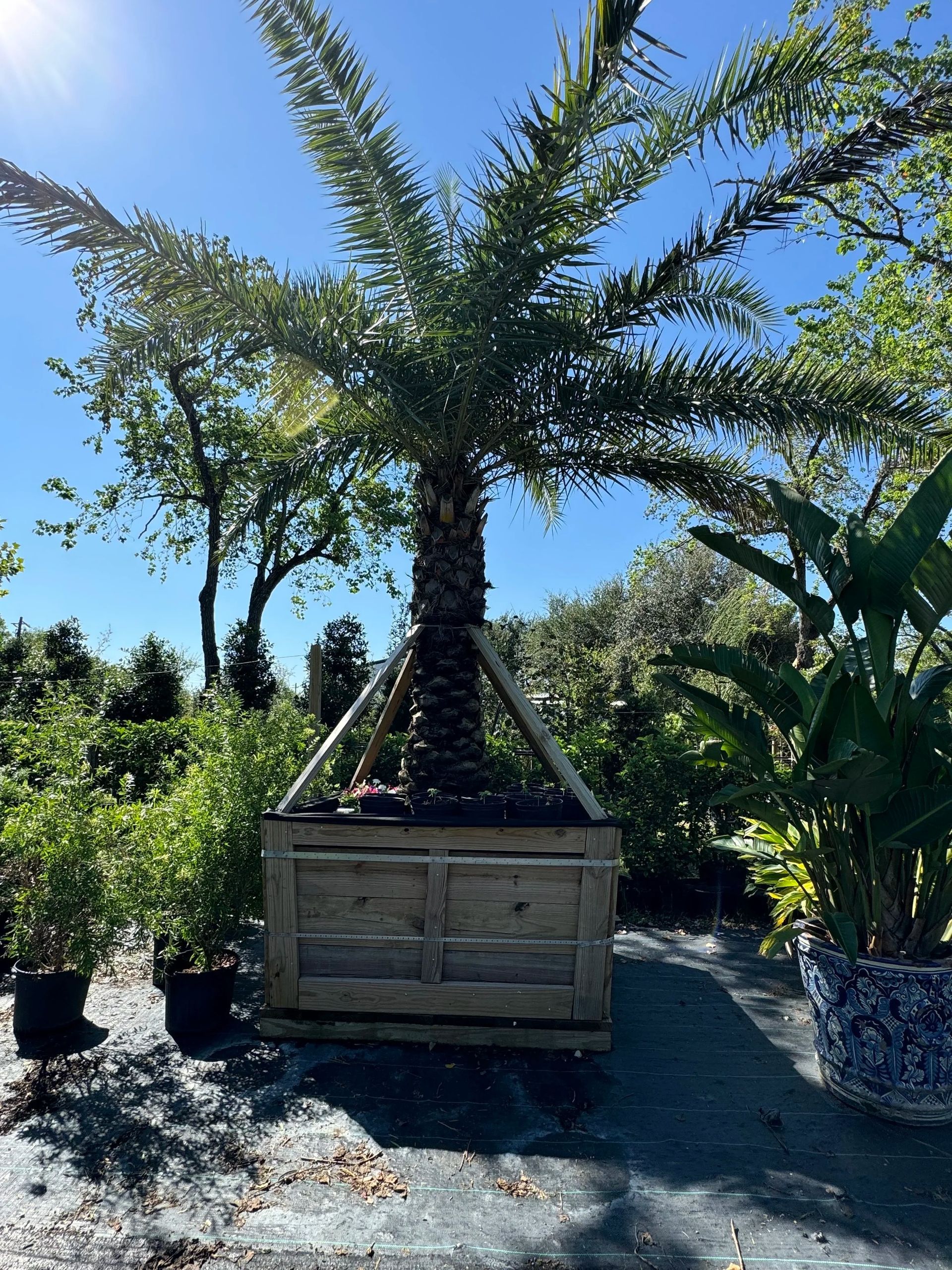 Palm tree planted in a raised wooden planter in a sunny nursery with other potted plants.