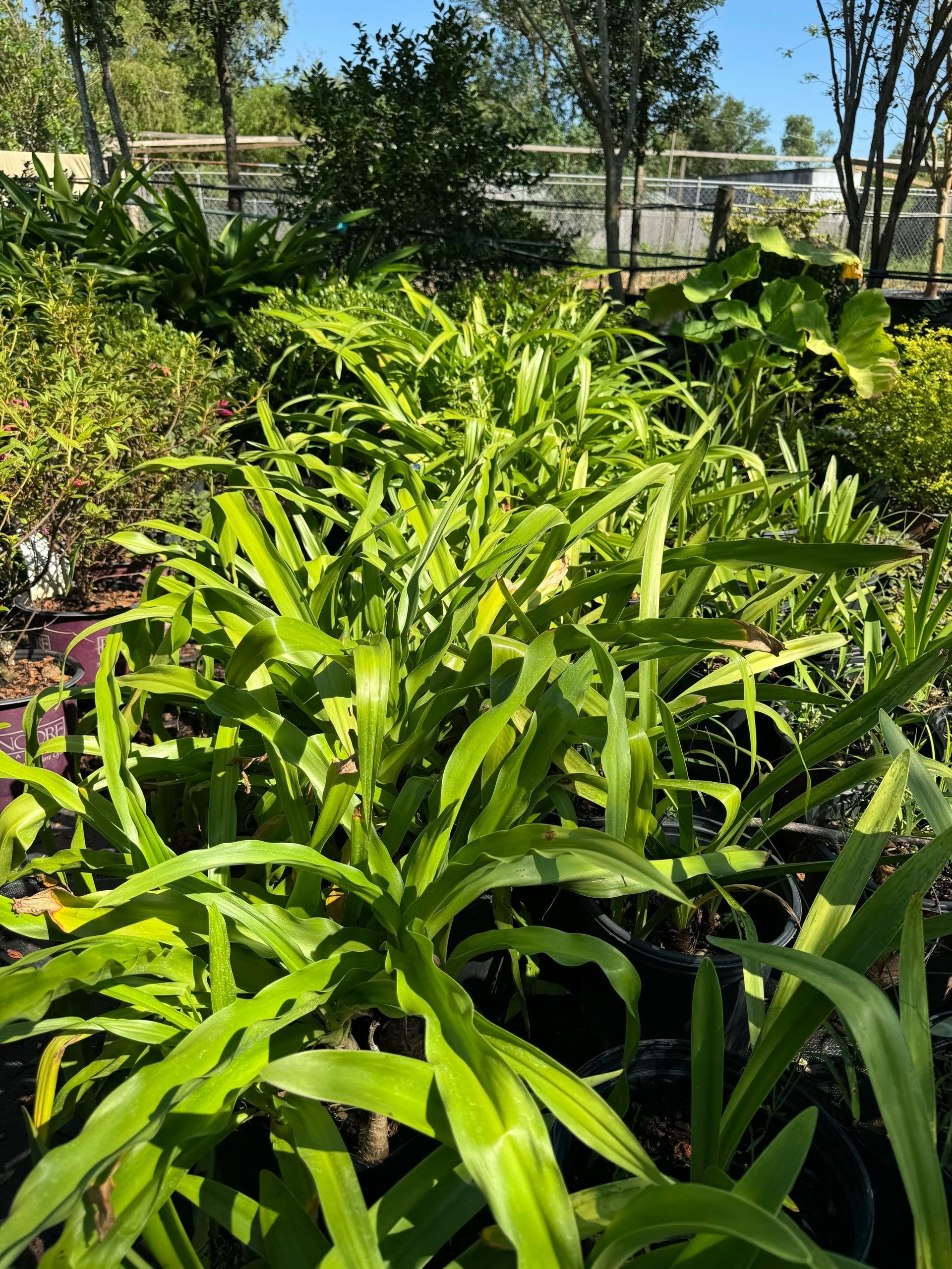 Lush green tropical plants in a sunny garden bed with trees and a fence in the background