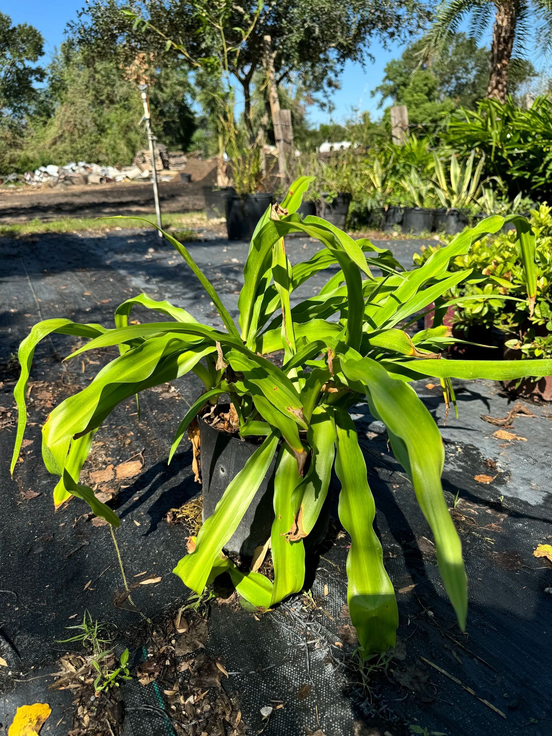 Green leafy crop plant growing in a mulched field under bright sunlight