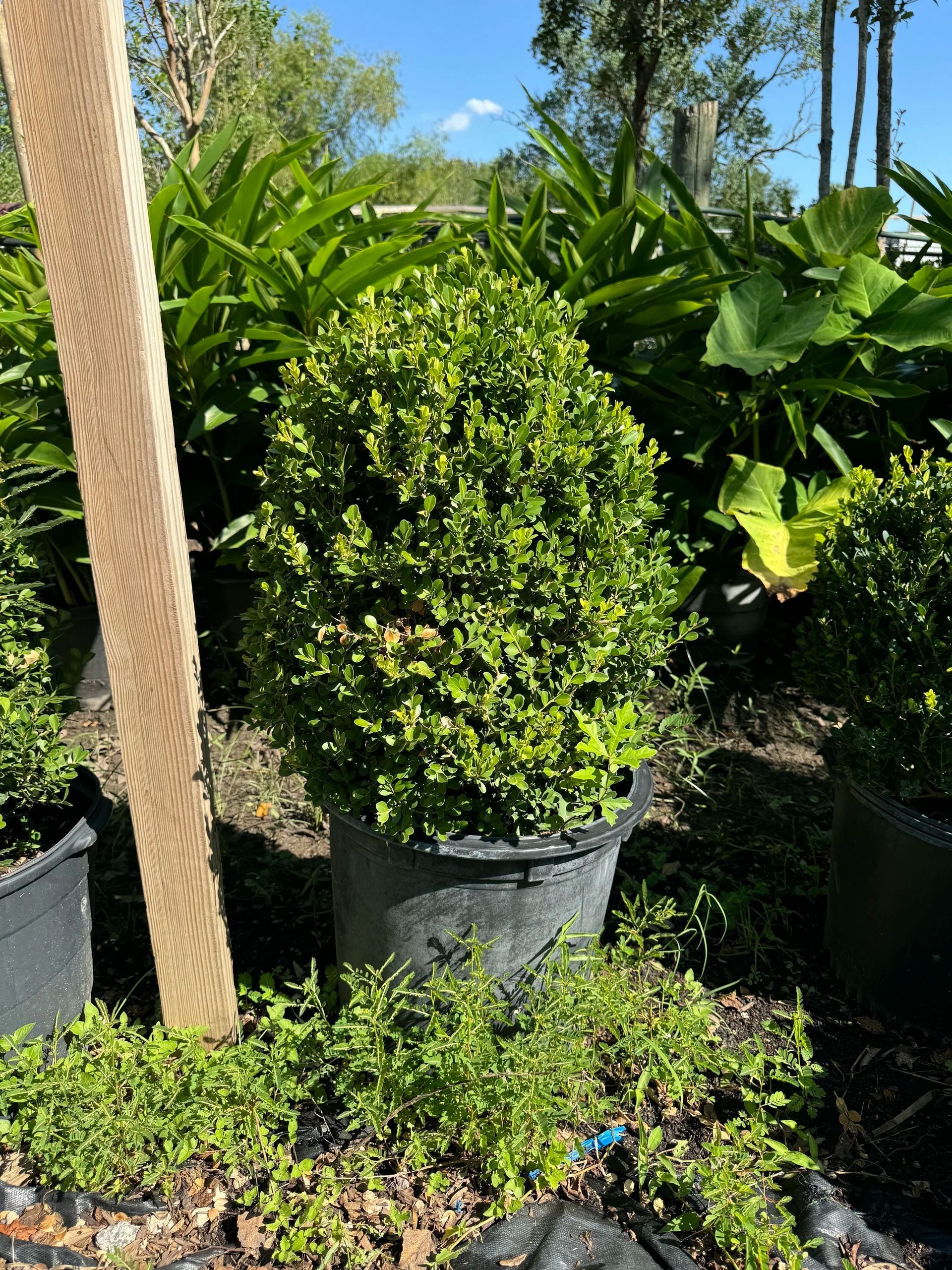 Potted tropical shrubs and palms in a sunny garden nursery with blue sky behind.