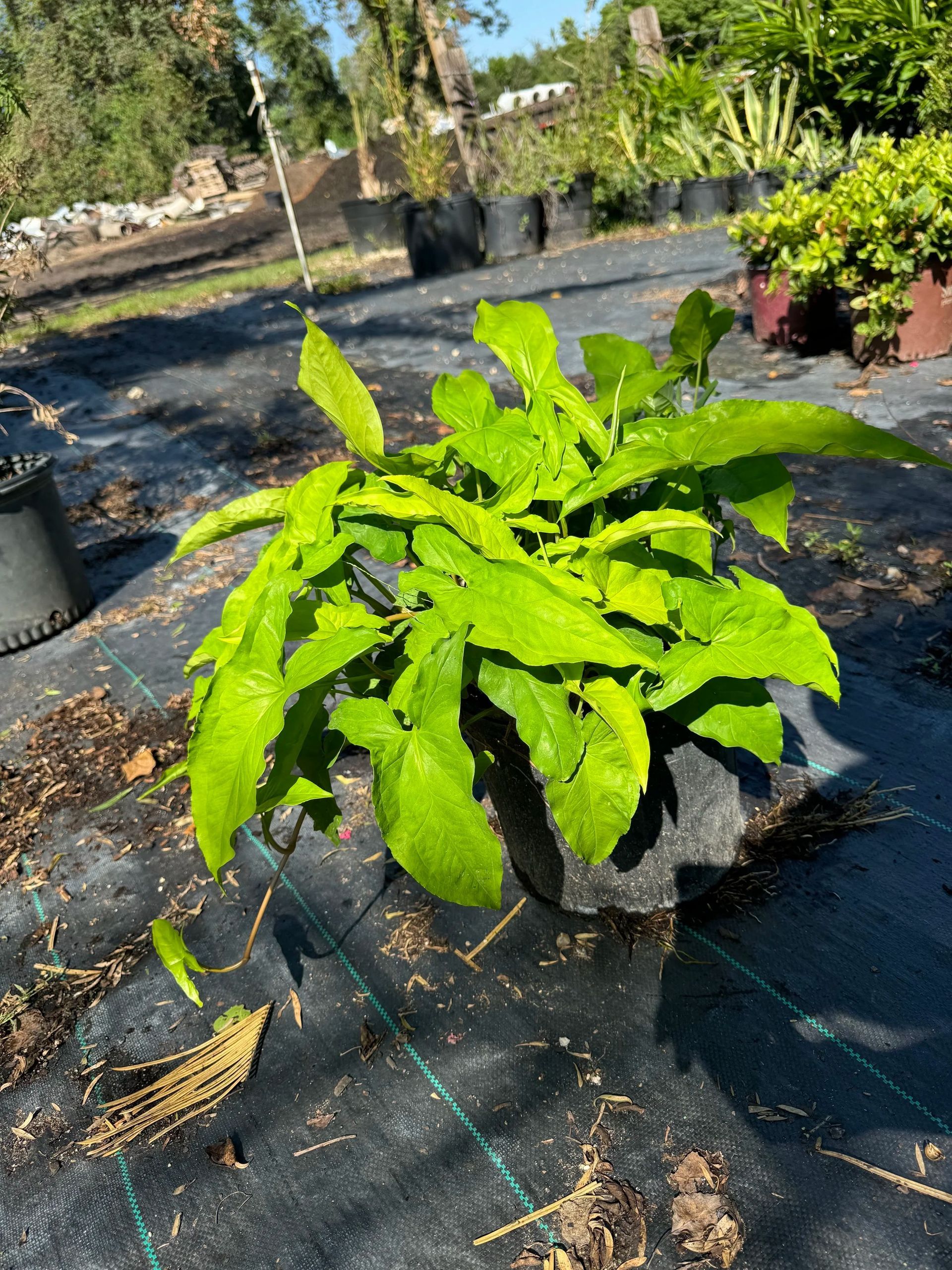 Bright green potted plant on black landscape fabric in a sunny garden