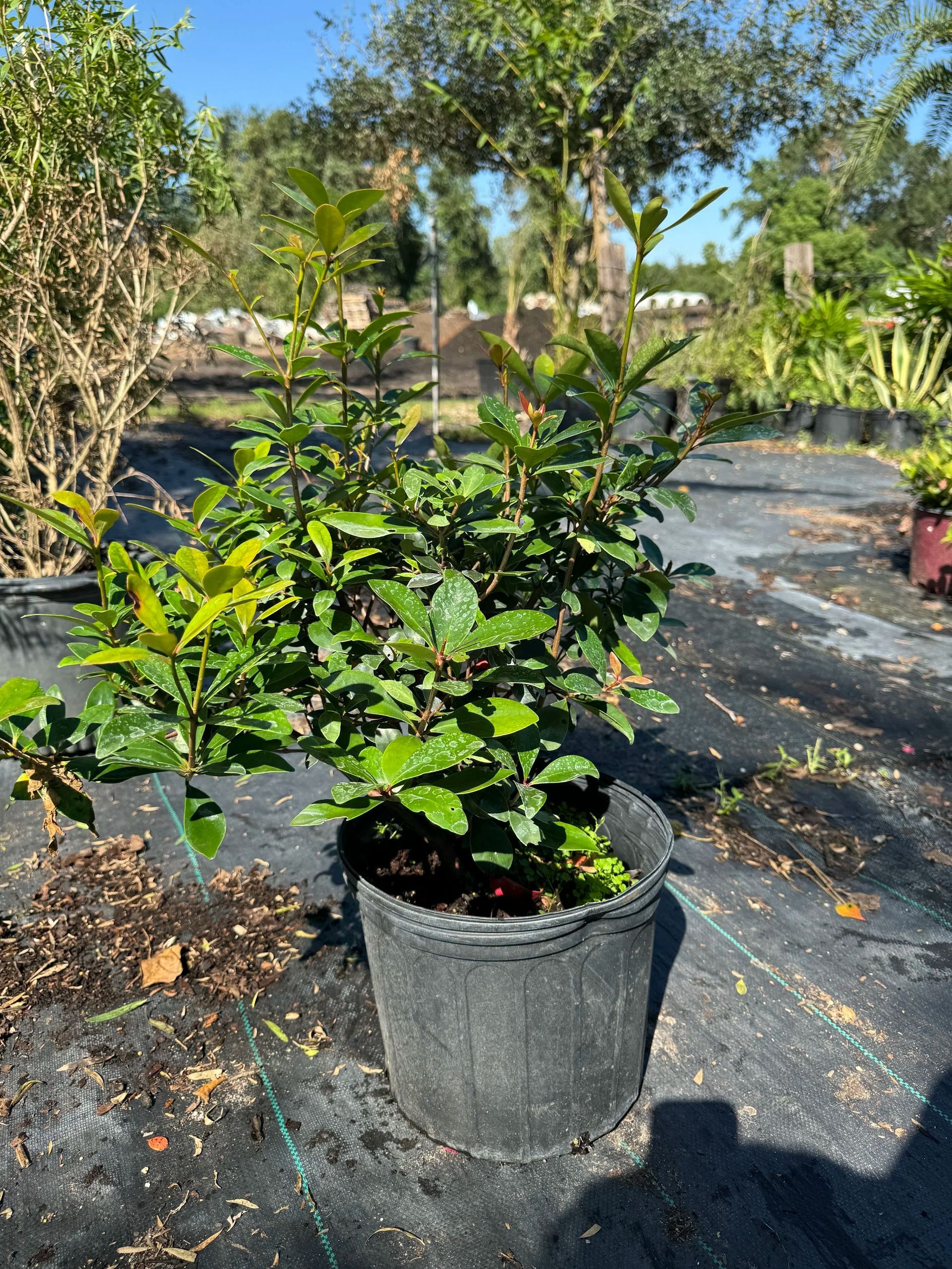 Potted green shrub in a nursery, standing on black landscape fabric in bright sunlight