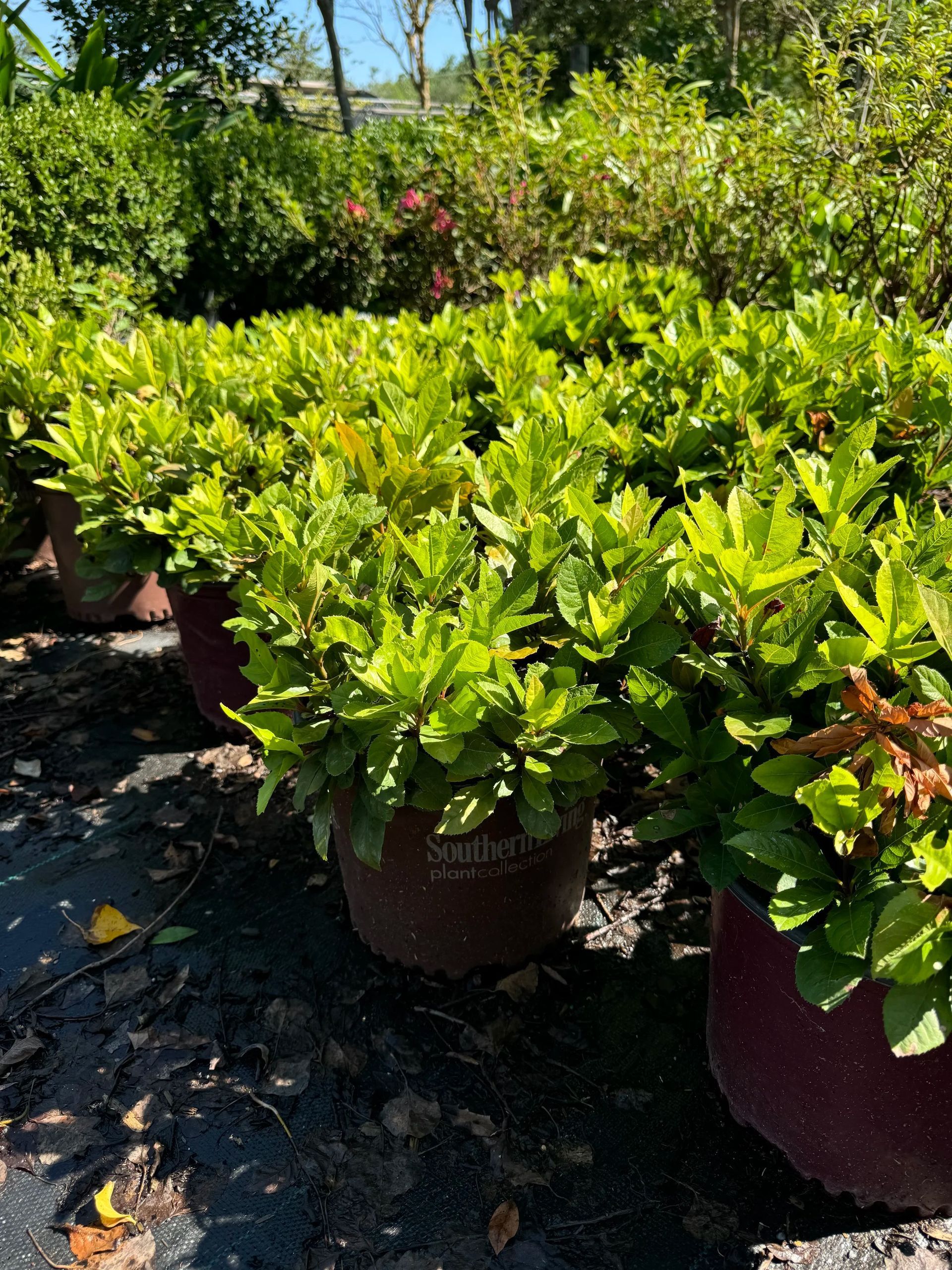 Potted green shrubs in a sunny garden nursery, with a few pink flowers in the background