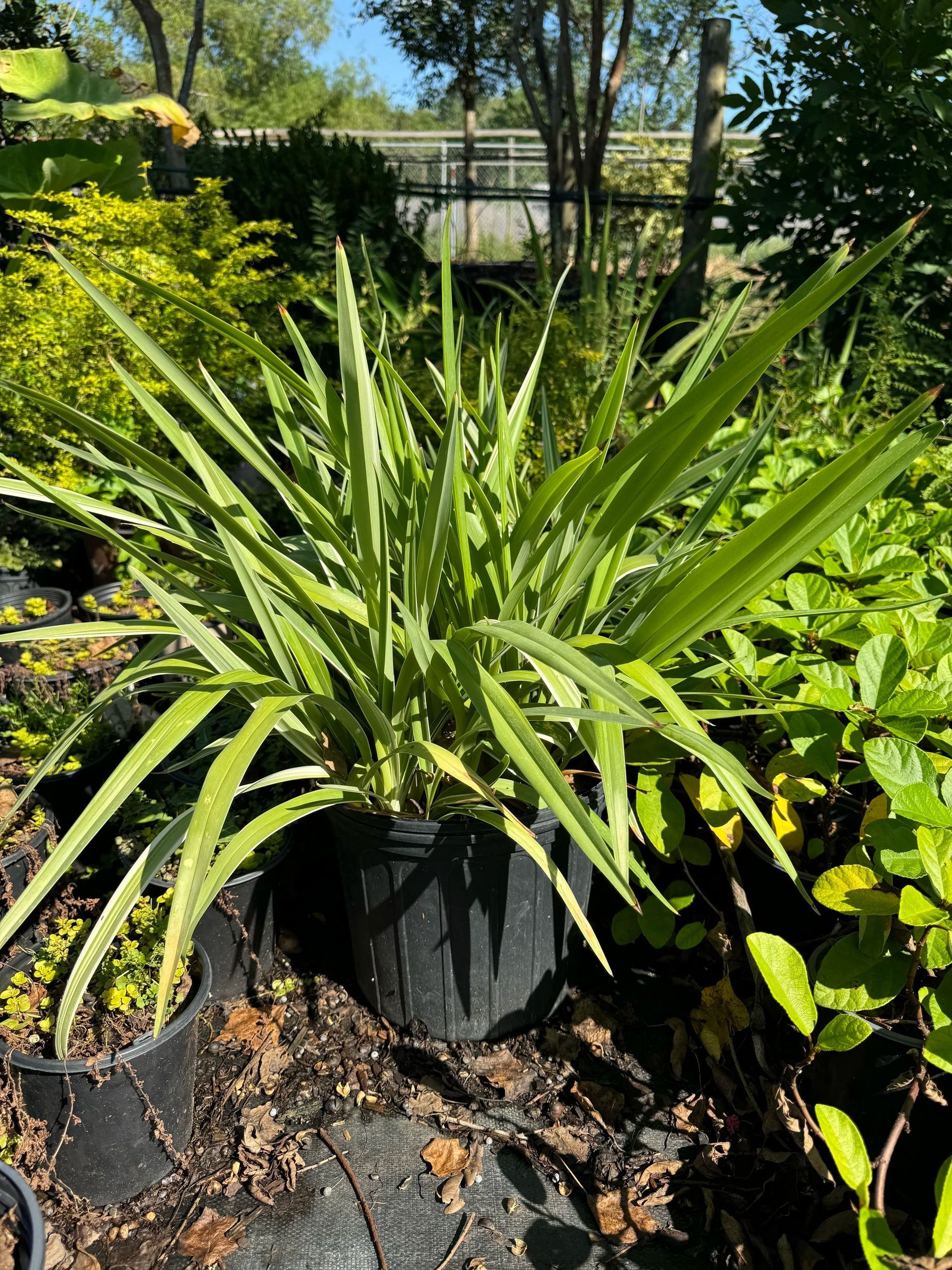 Green spiky ornamental plant in a black pot in a sunny garden bed