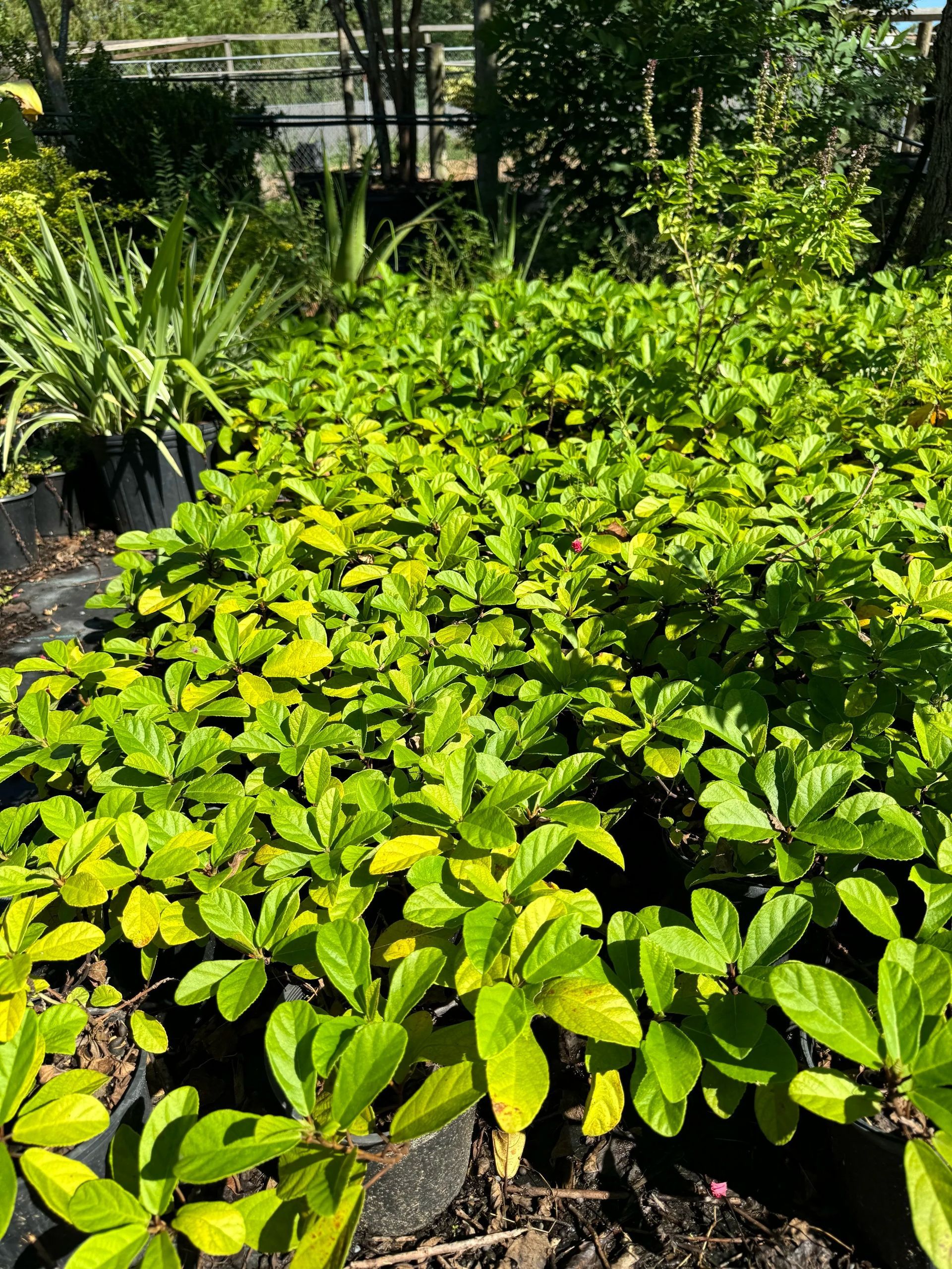 Dense green potted plants in a sunny nursery garden