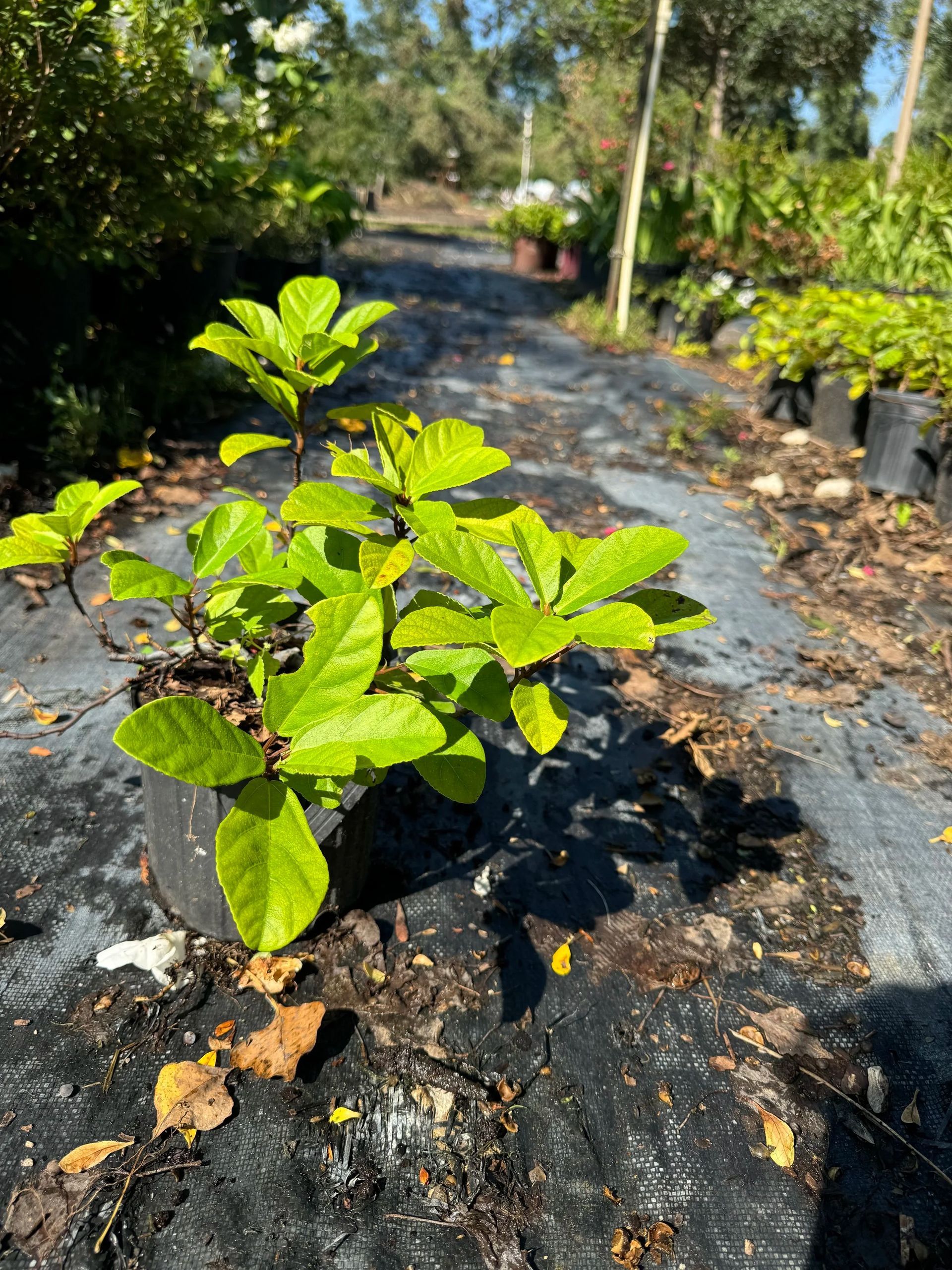 Small green plant growing through black landscape fabric in a sunny garden row