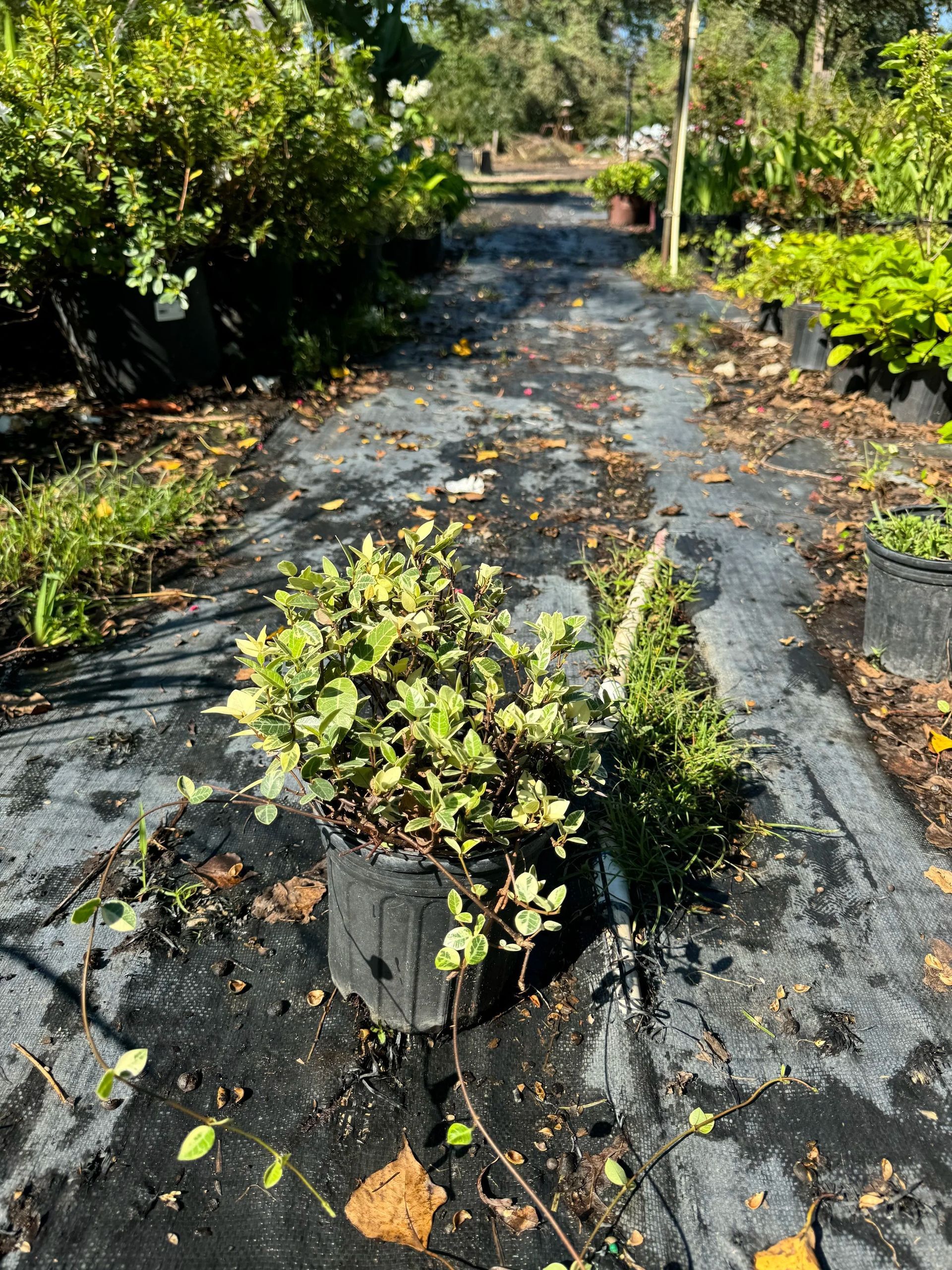 A garden path covered in black plastic mulch with rows of small green plants in bright sunlight.