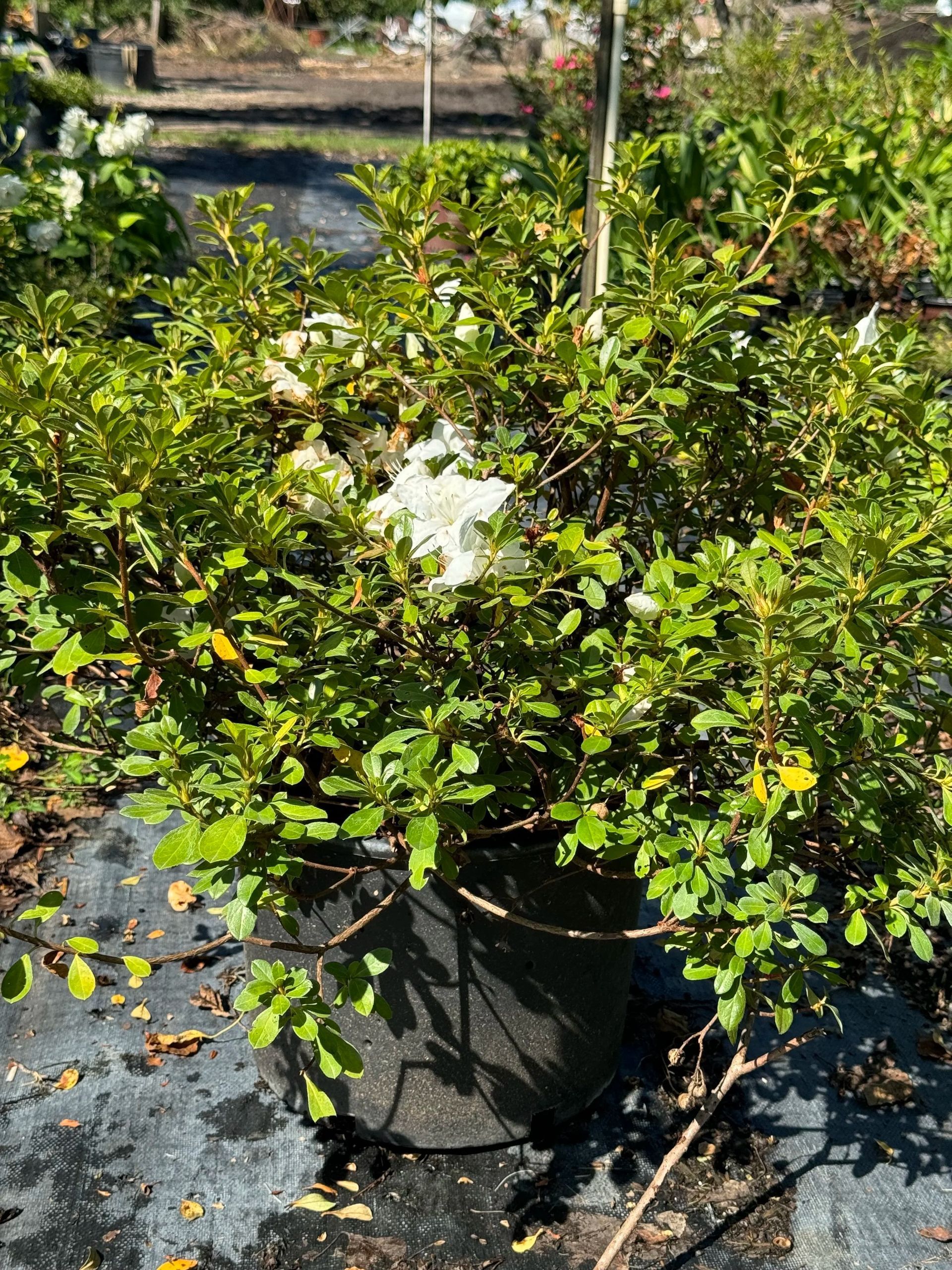 Potted green shrub with small white flowers in a sunny garden