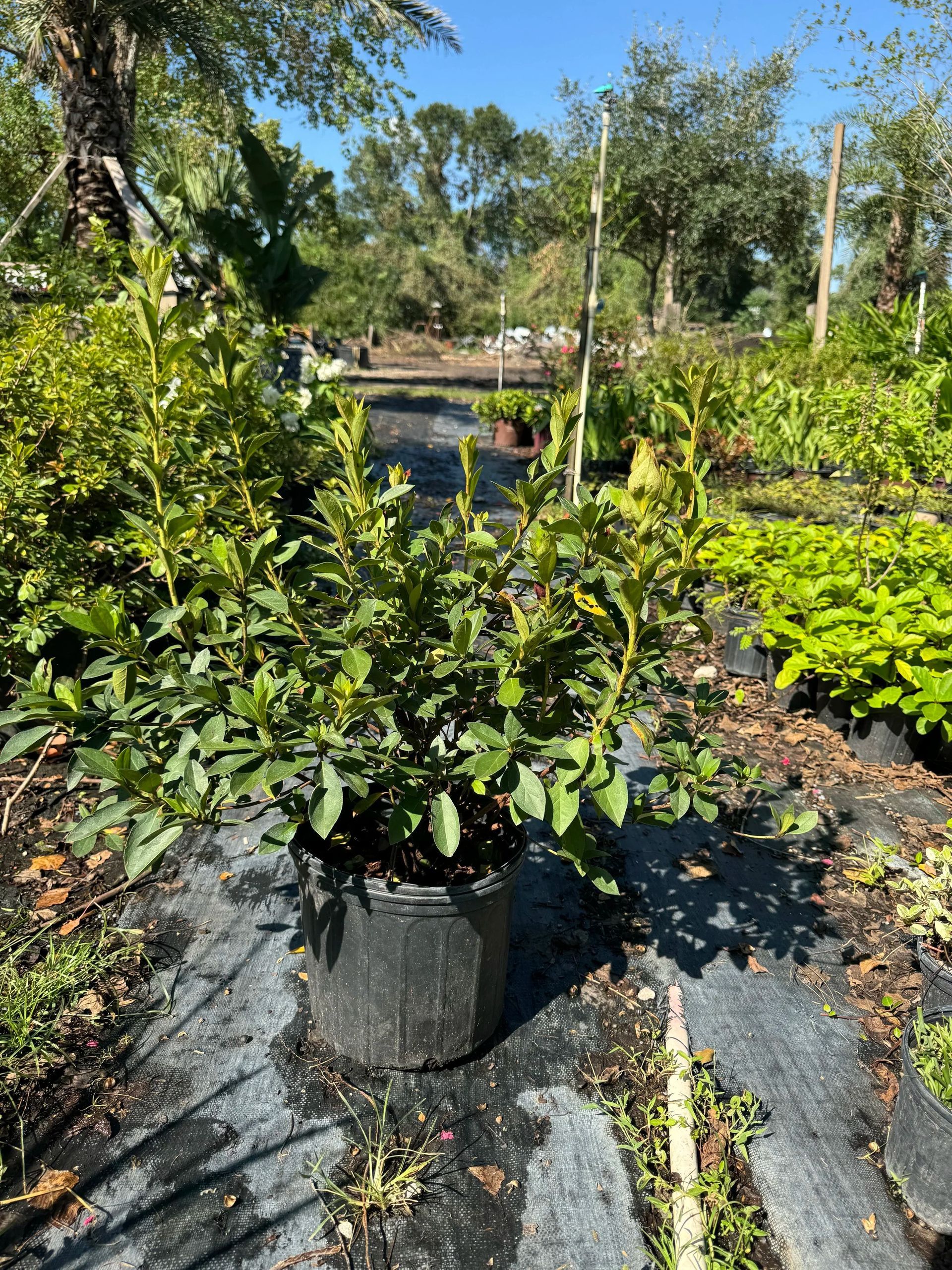 Potted green shrub in a nursery, surrounded by rows of plants in bright sunlight