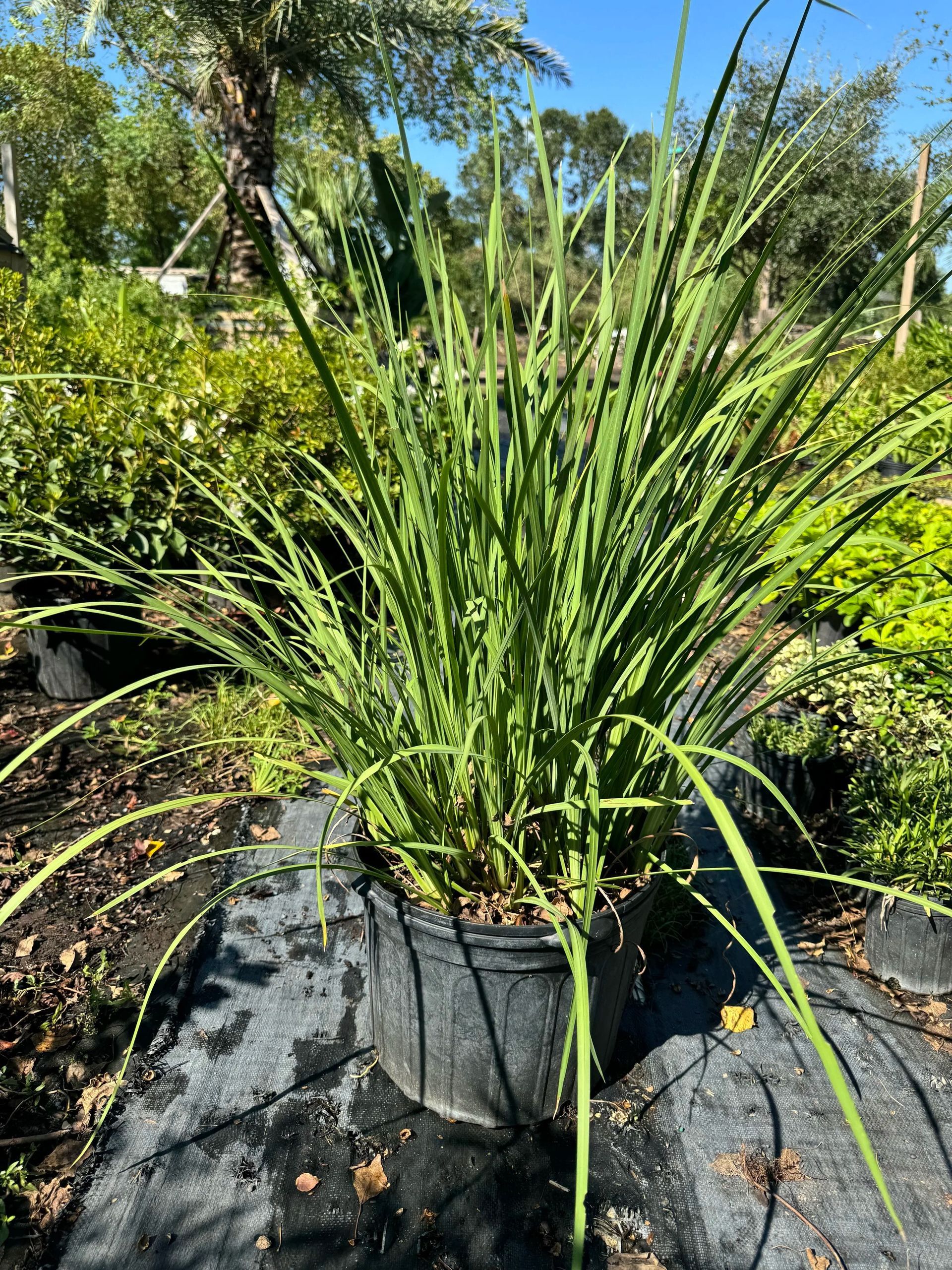 Potted spiky green ornamental plant in a black nursery pot outdoors on black ground cover