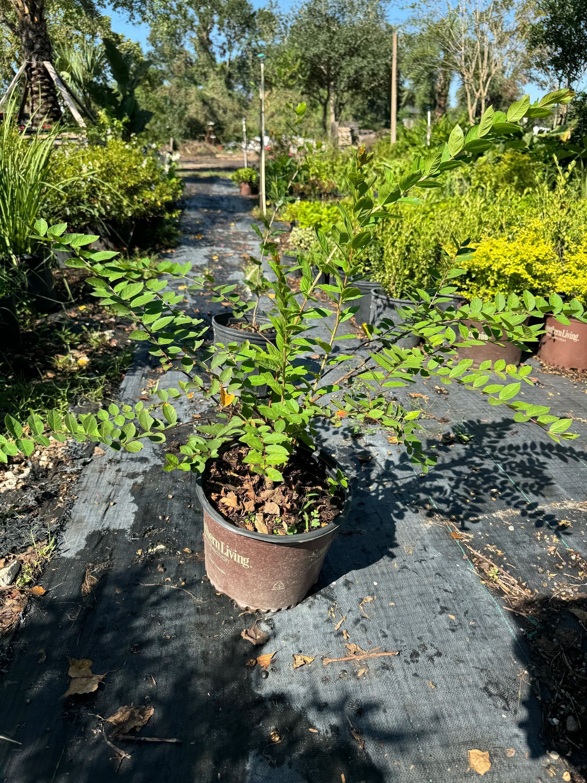 Potted green saplings in a sunny nursery walkway with rows of trees and shrubs in the background
