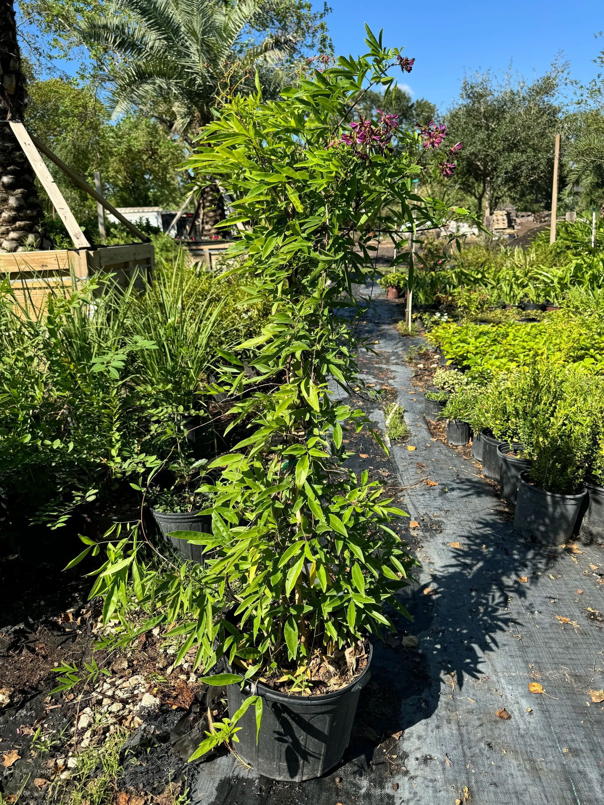 Potted green shrubs lined along a sunny nursery path with black ground cover