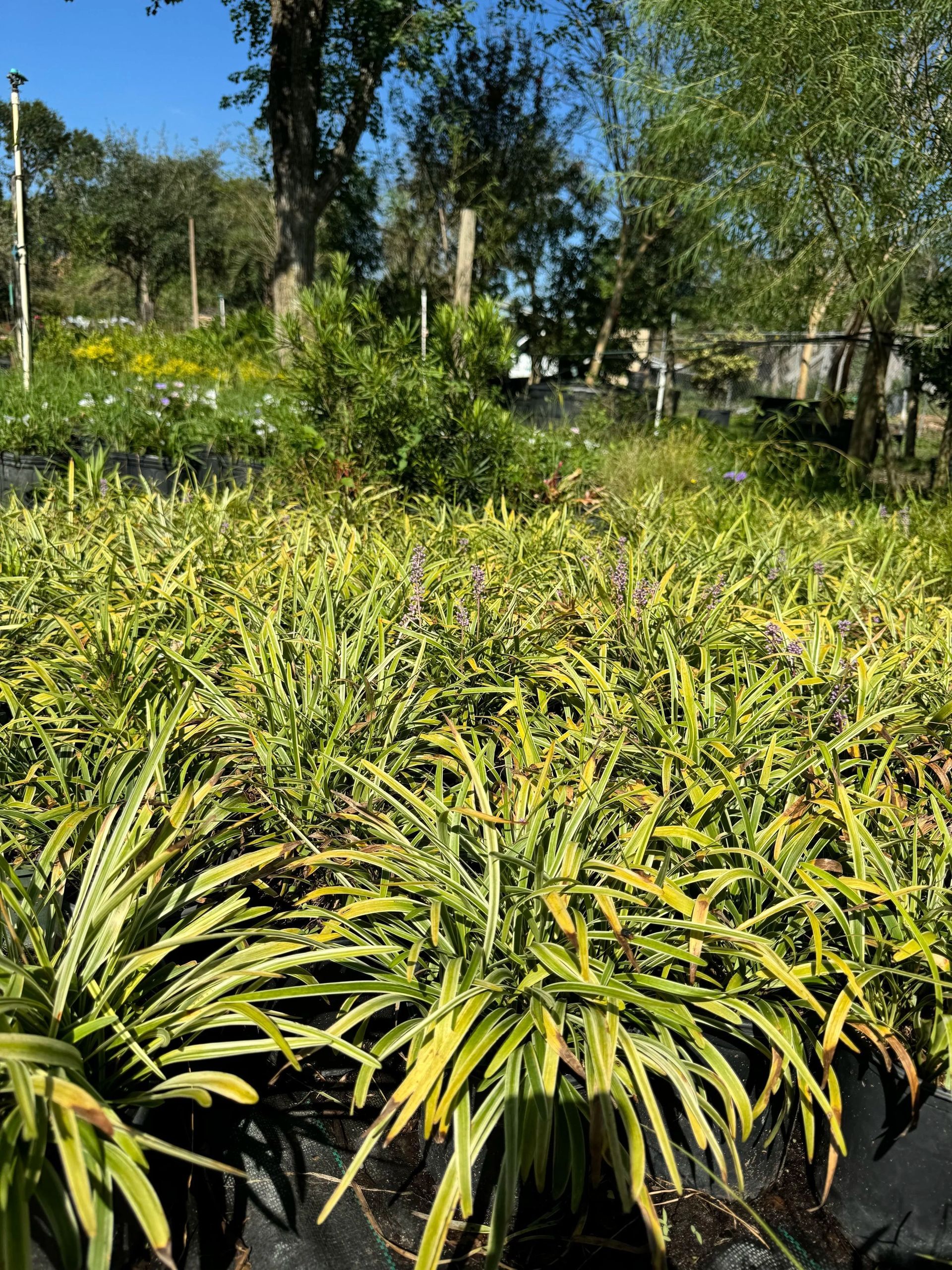 Rows of variegated green-and-yellow plants in a sunny outdoor garden nursery.