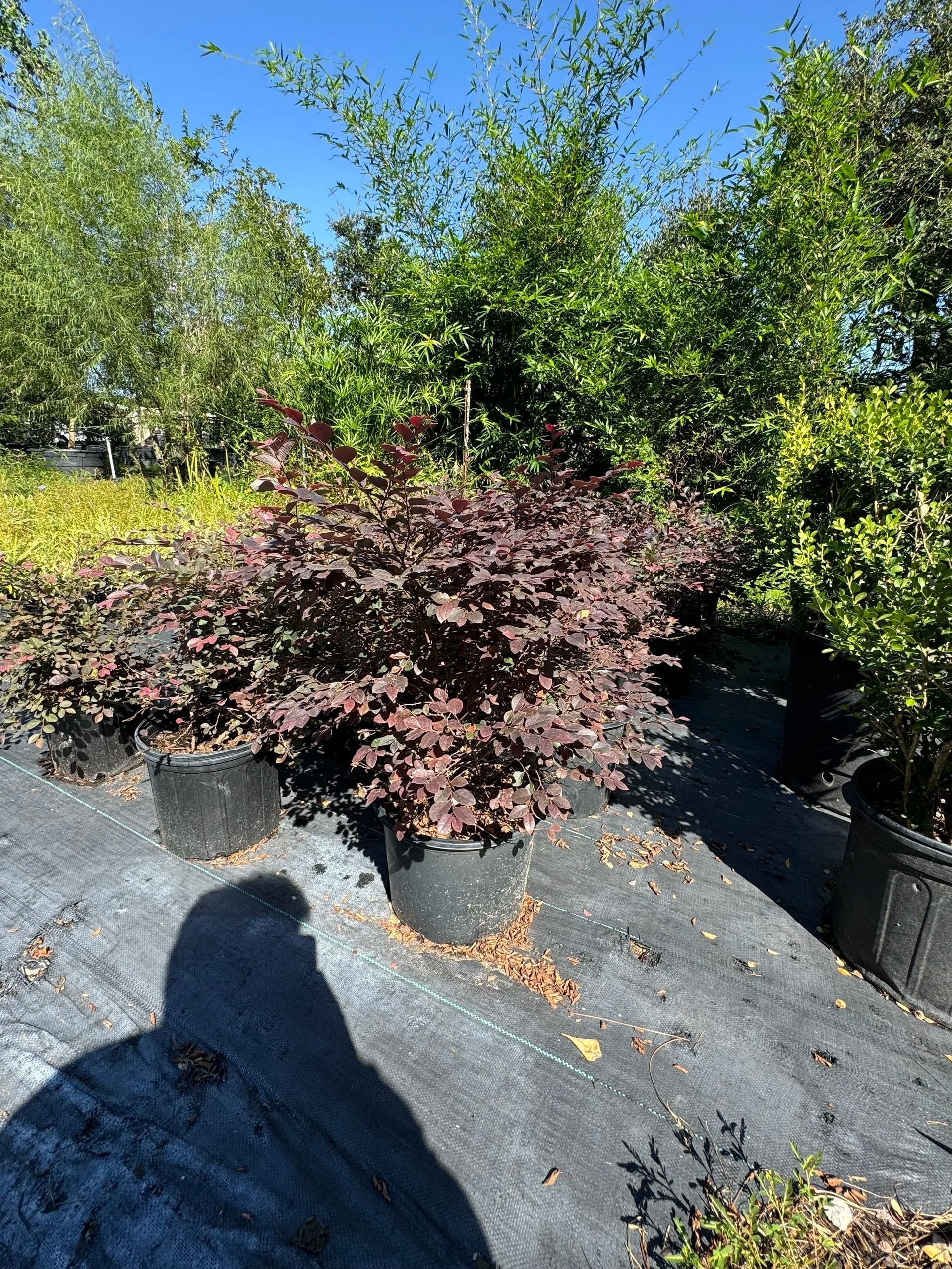 Dark purple shrub in a nursery bed surrounded by black landscape fabric and green trees under a bright blue sky