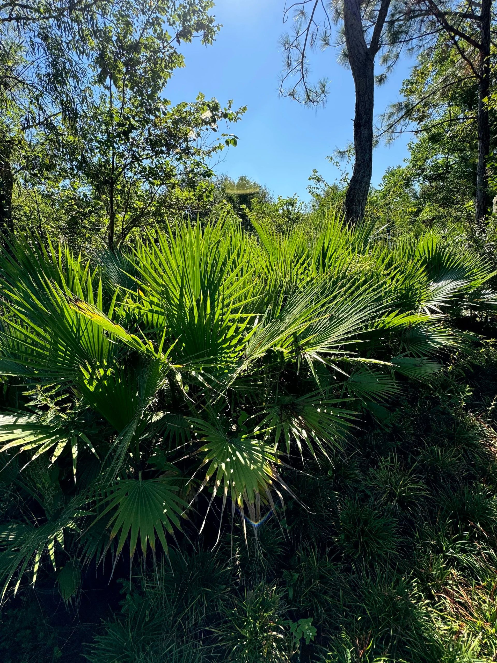 Sunlit green palm bush in a wooded area under a clear blue sky