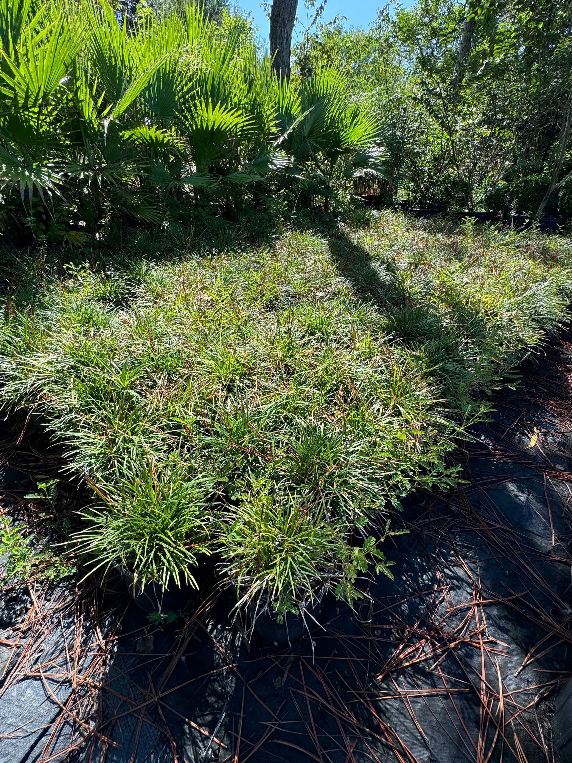 Dense green shrubs in a sunny garden with dark mulch paths and a tree-lined background