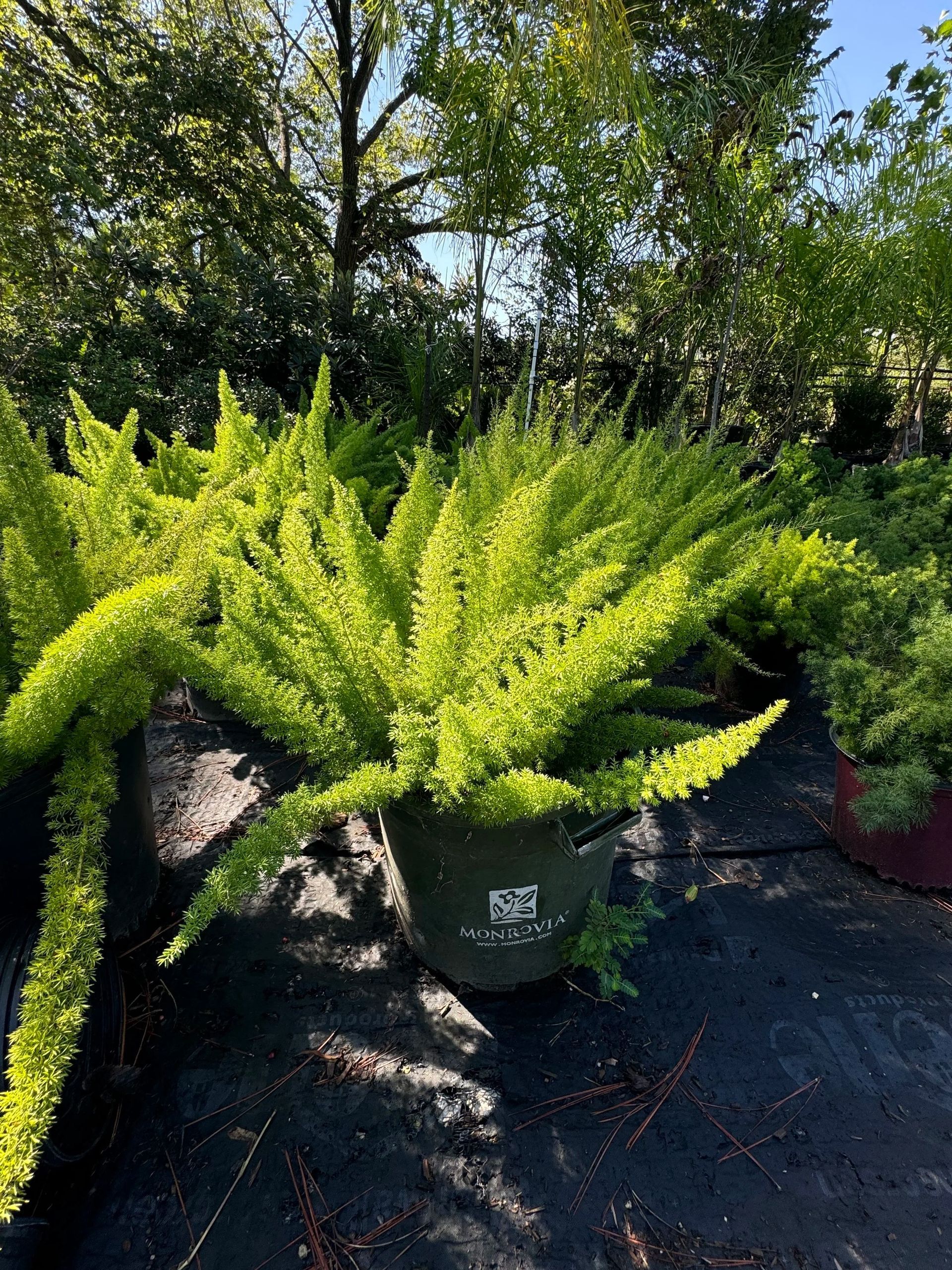 Bright green fern in a black pot on a sunlit patio, with trees in the background