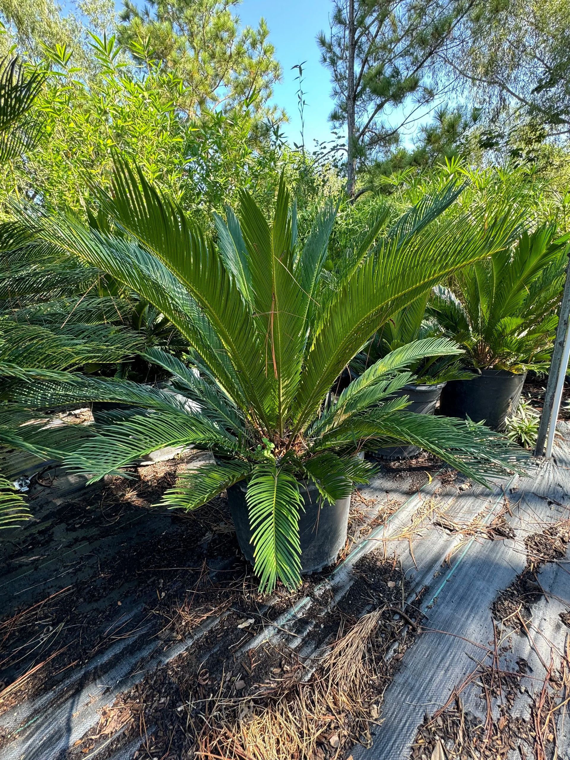 Green palm-like plant in a sunny garden bed with mulch and trees in the background