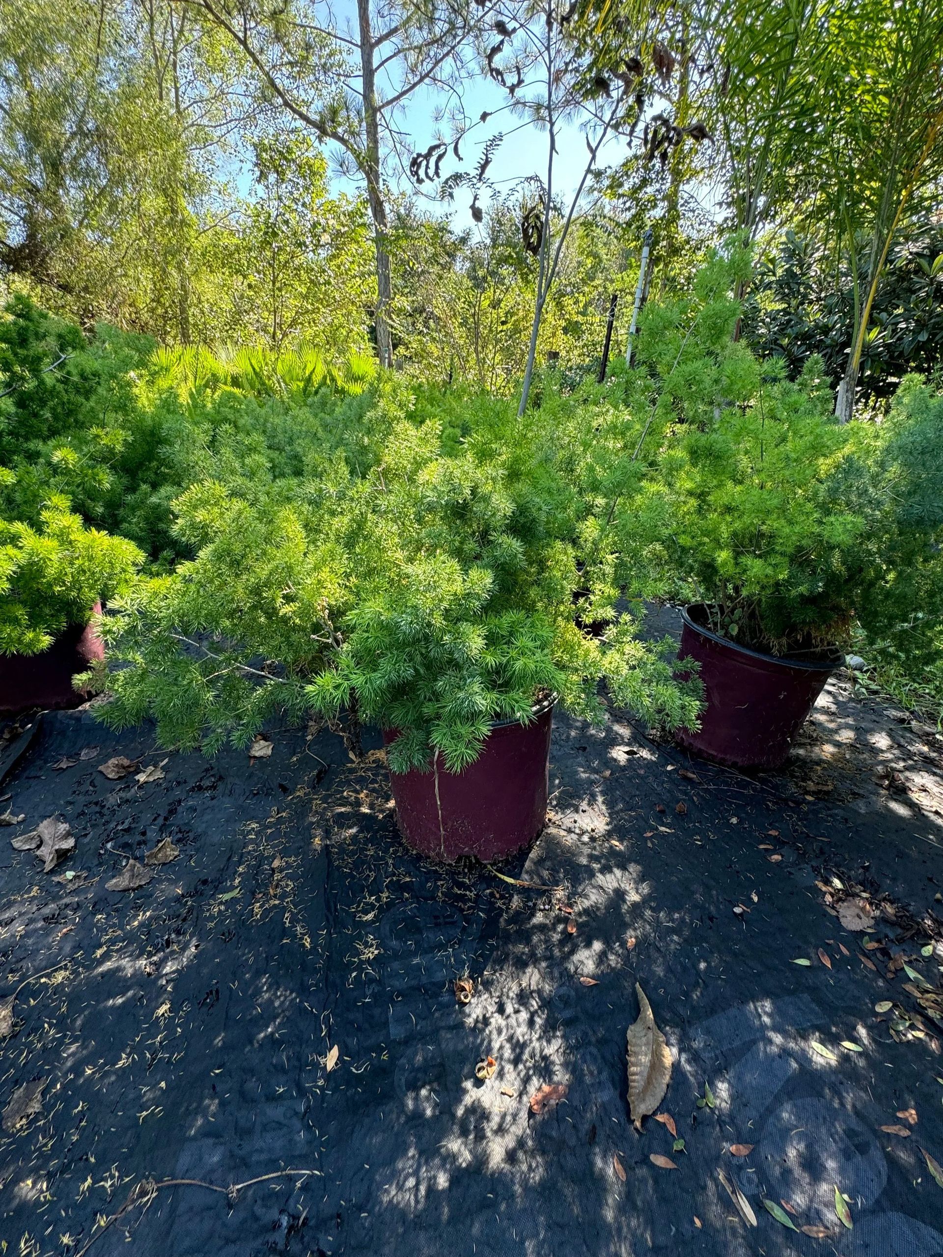 Three potted green shrubs outdoors on a sunny gravel surface